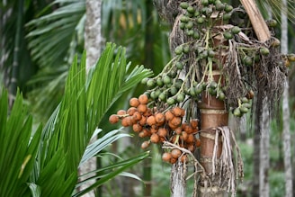 A bunch of fruit hanging from a palm tree