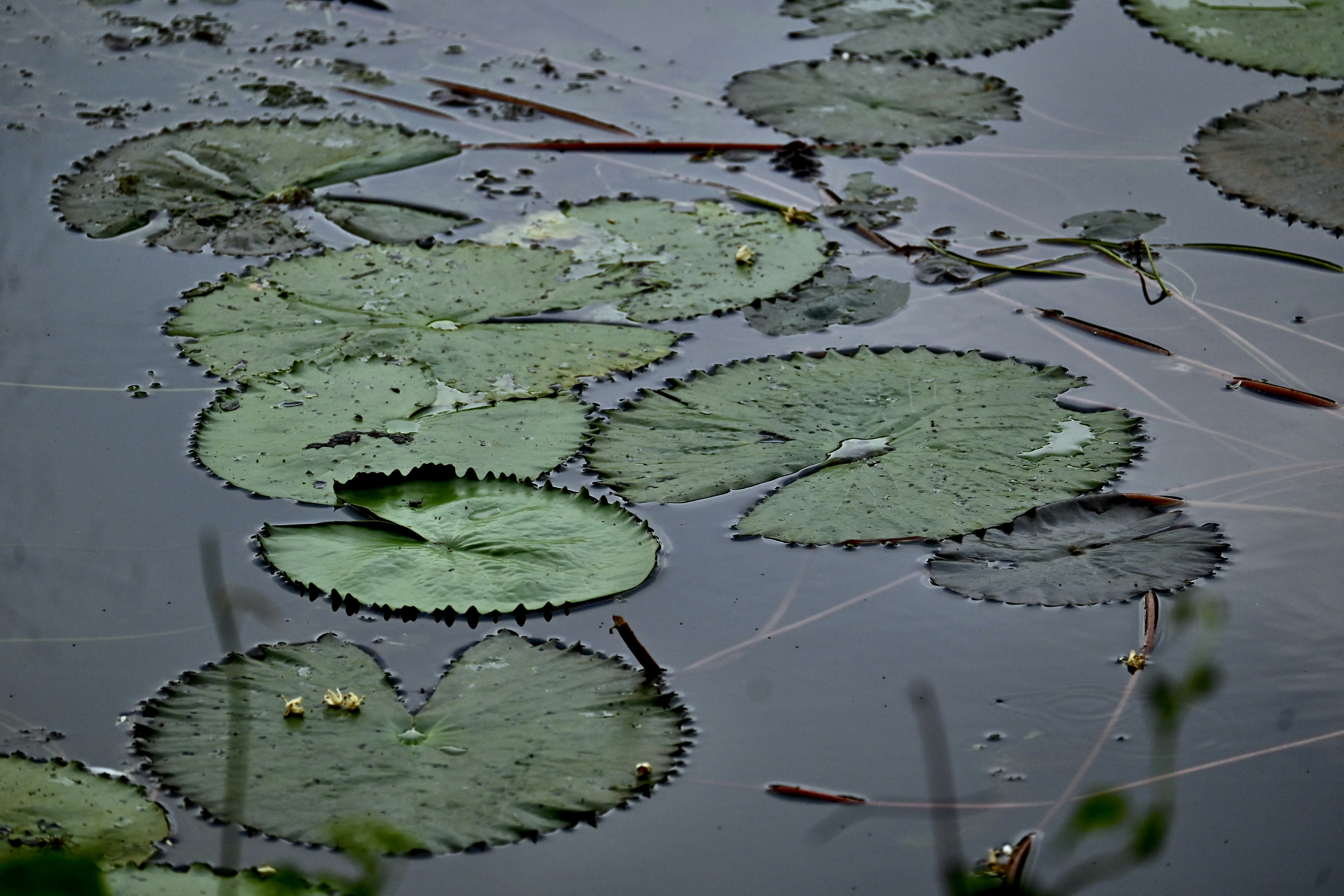 Photo by praswinprakashan