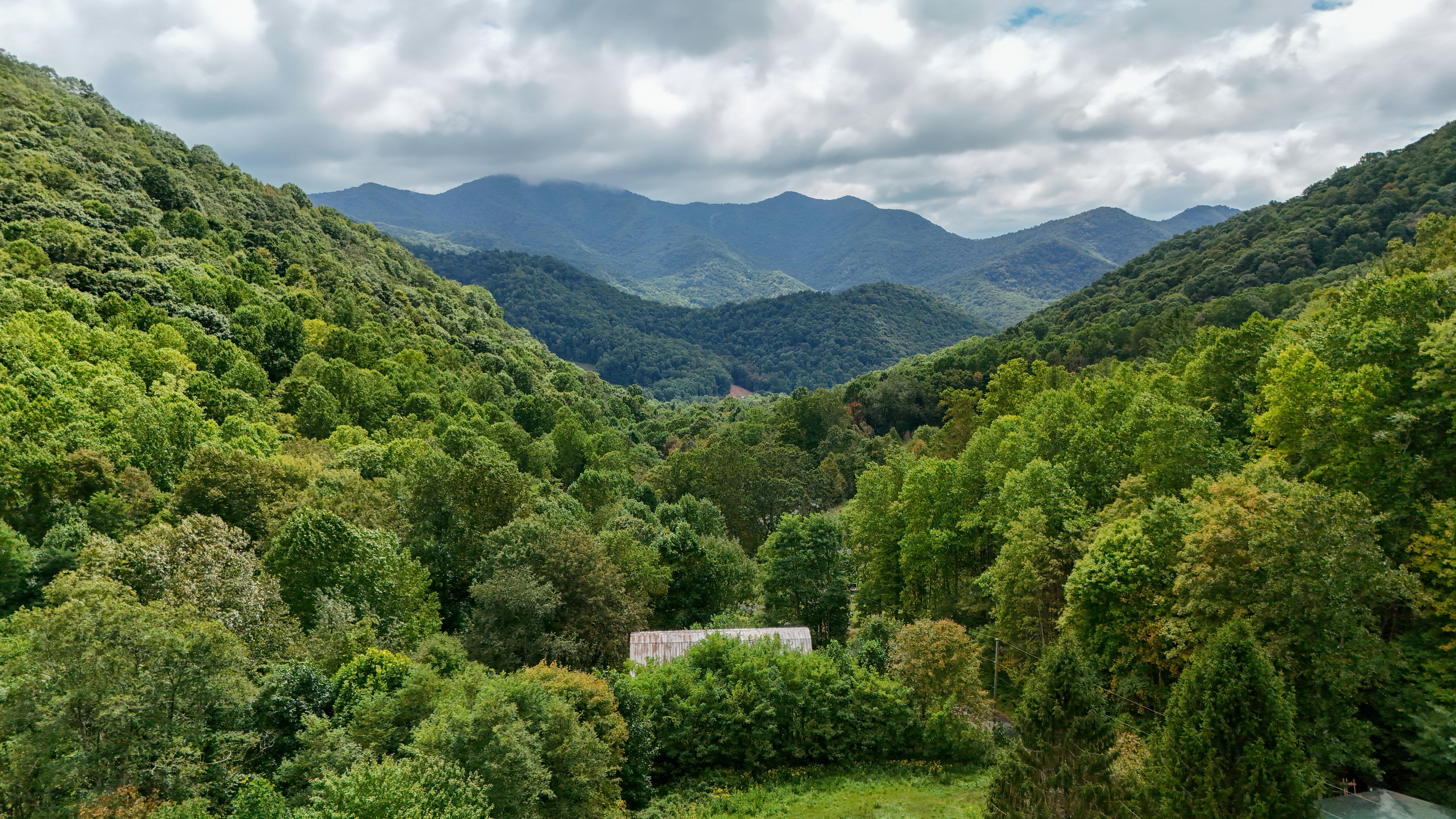 A lush green forest filled with lots of trees