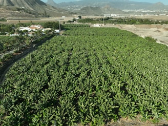 A large field of green plants with mountains in the background