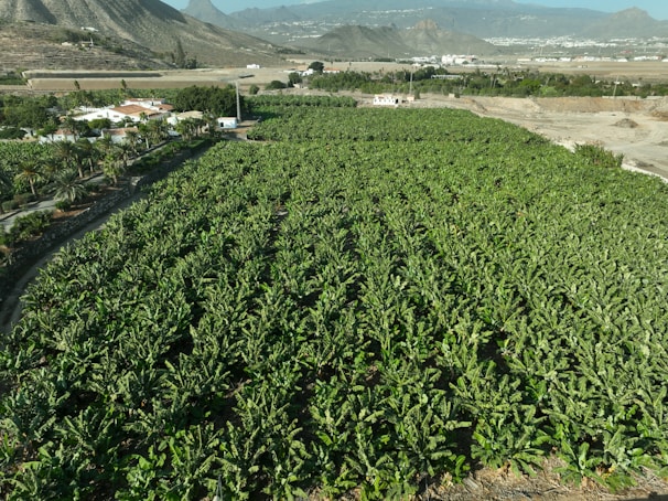 A large field of green plants with mountains in the background