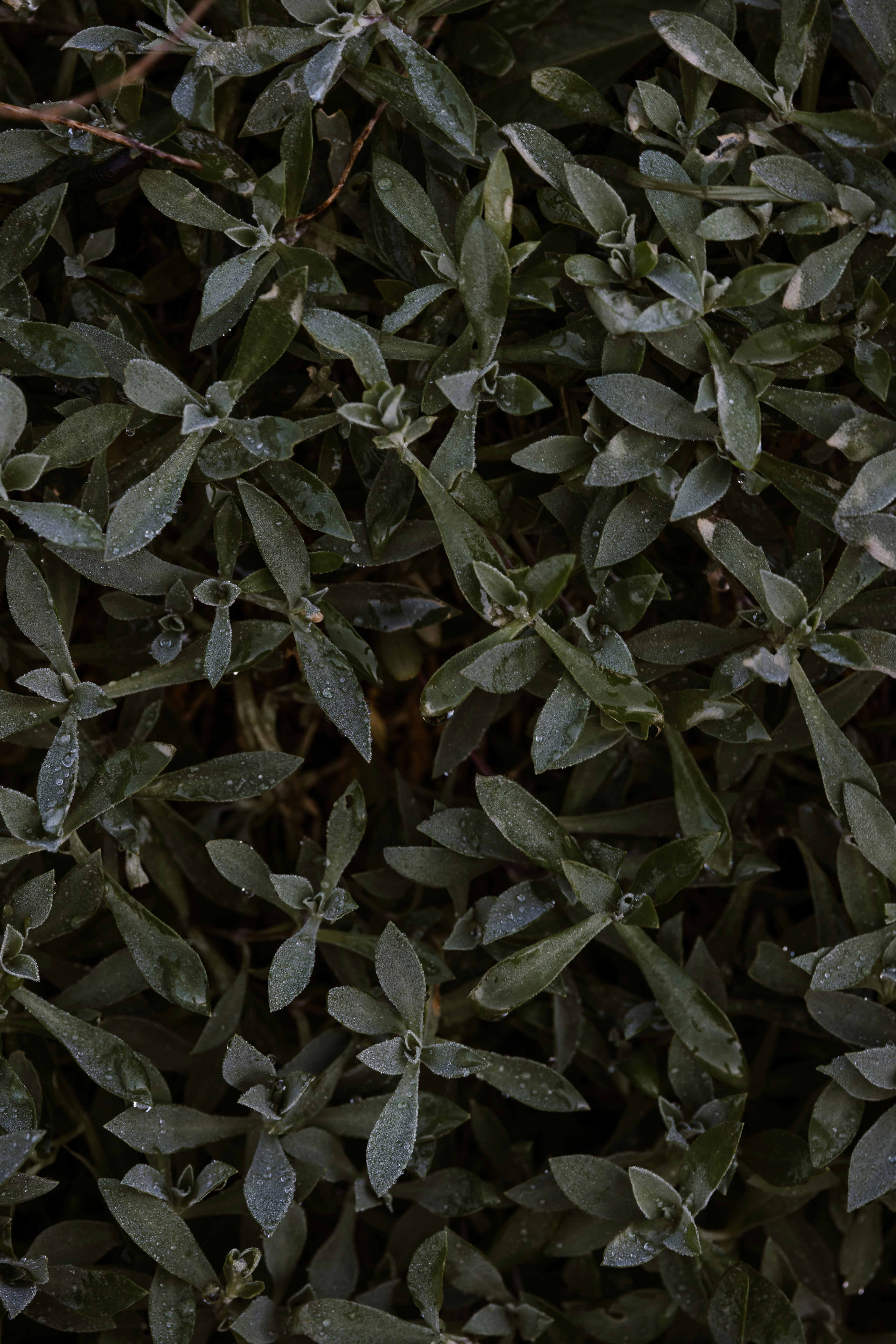 A bunch of leaves that are next to each other