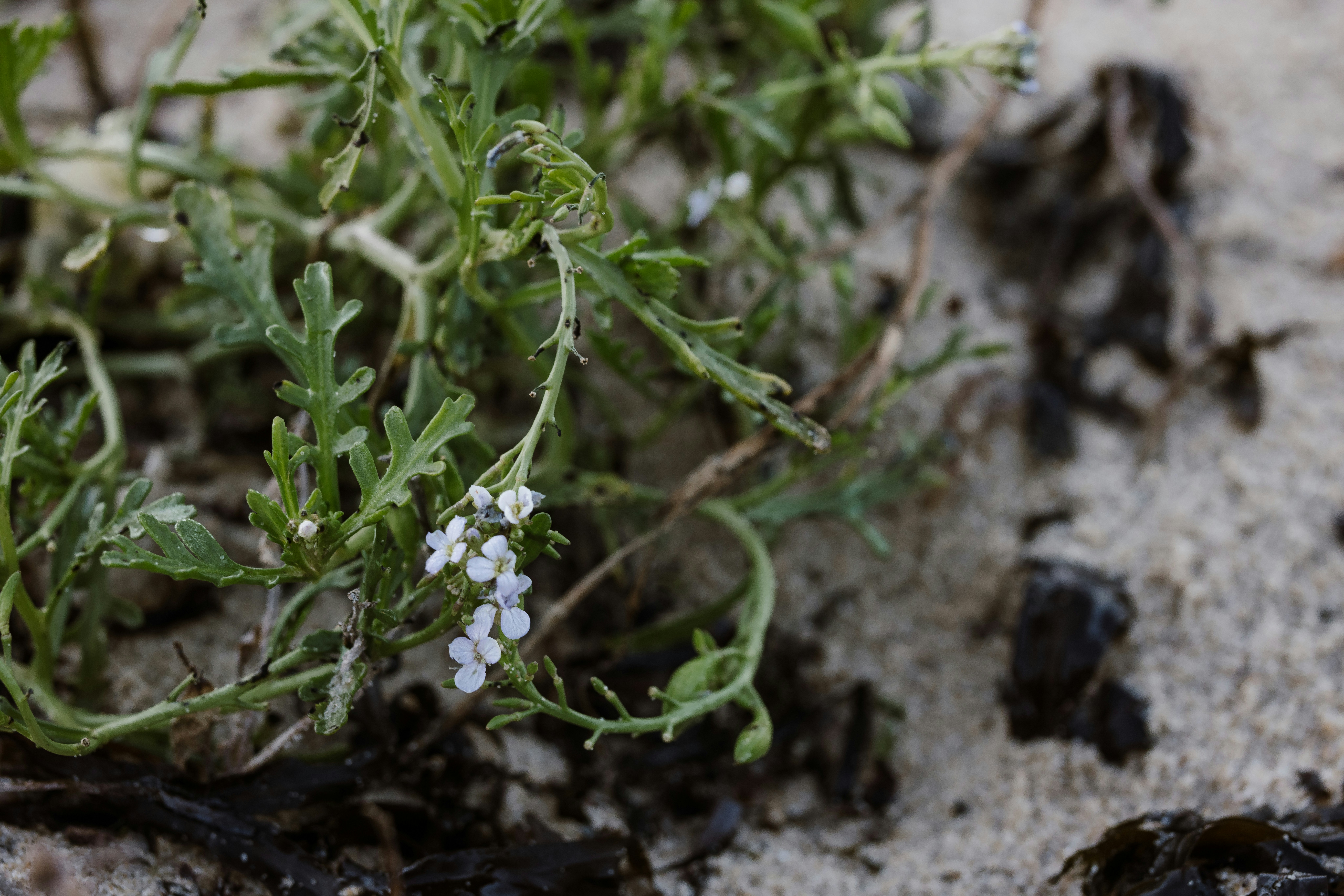 A close up of a plant on the ground