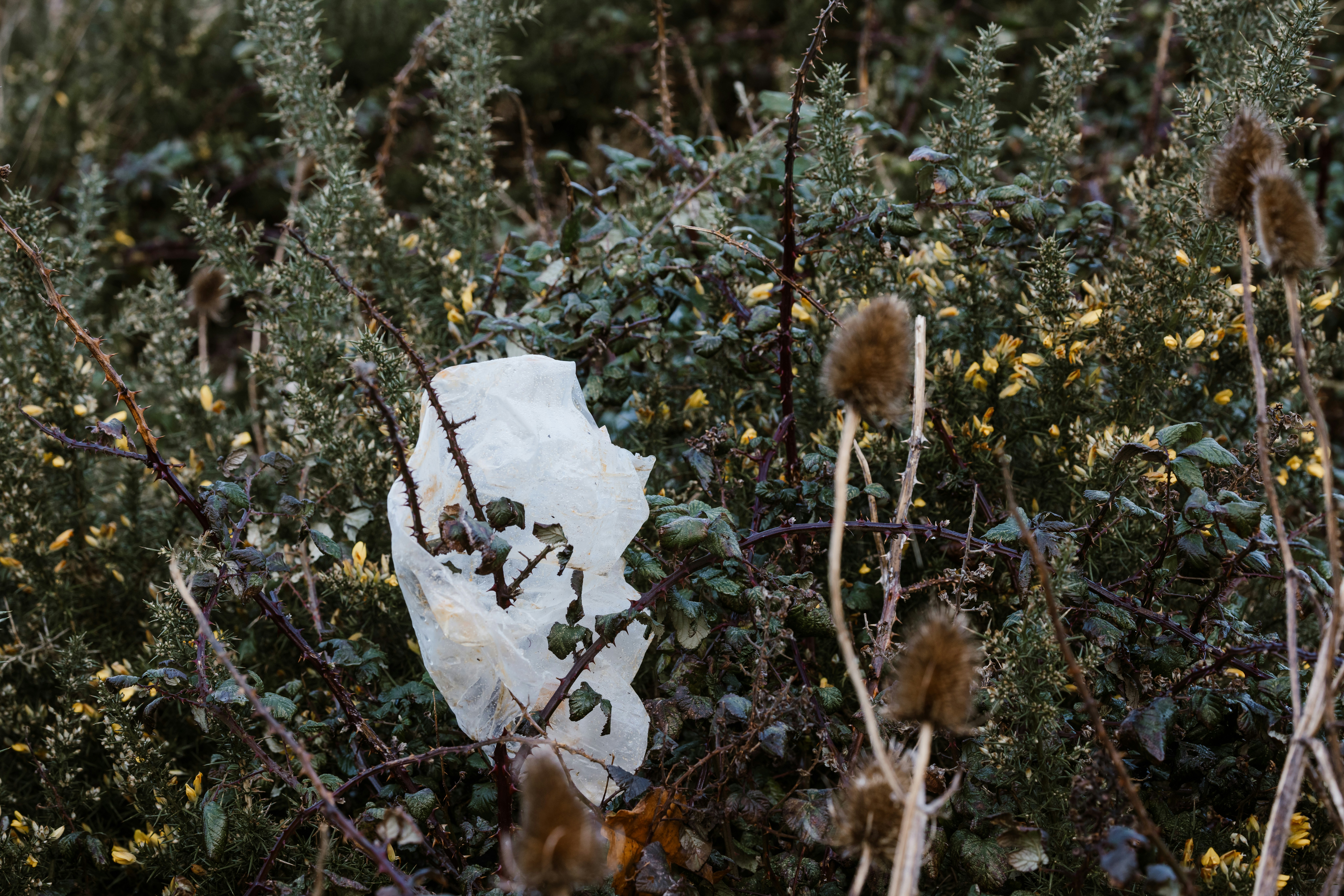 A piece of ice sitting on top of a bush