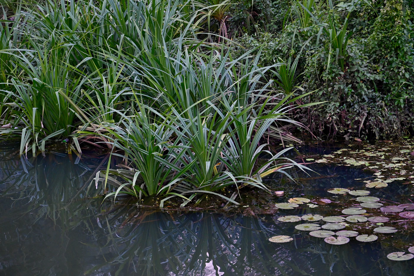 A pond covered with water lilies in Kanhangad, Kerala
