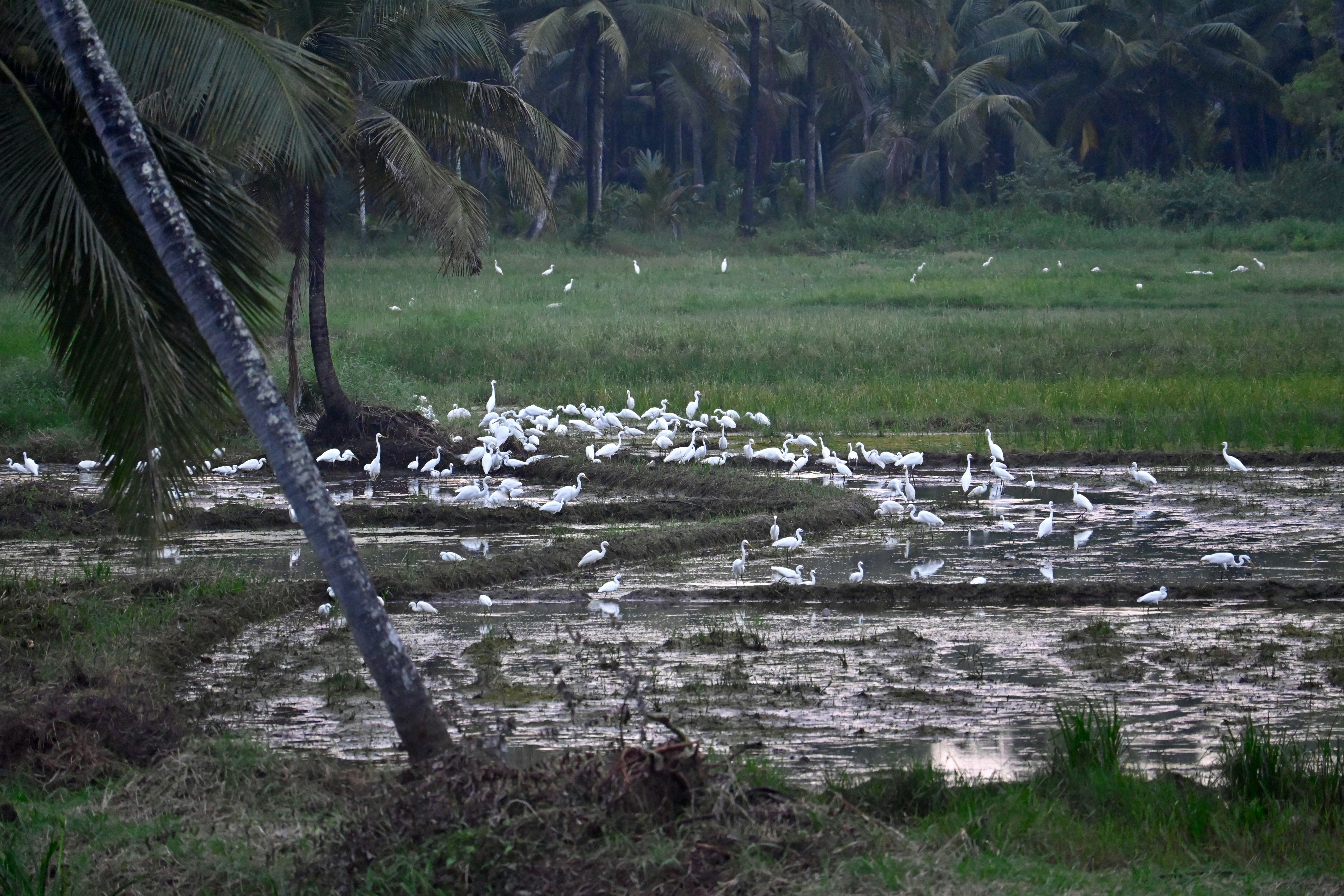 A flock of cranes in a paddy field near Periyott hanging bridge. Shot from Kanhangad in Kasaragod district, Kerala.
