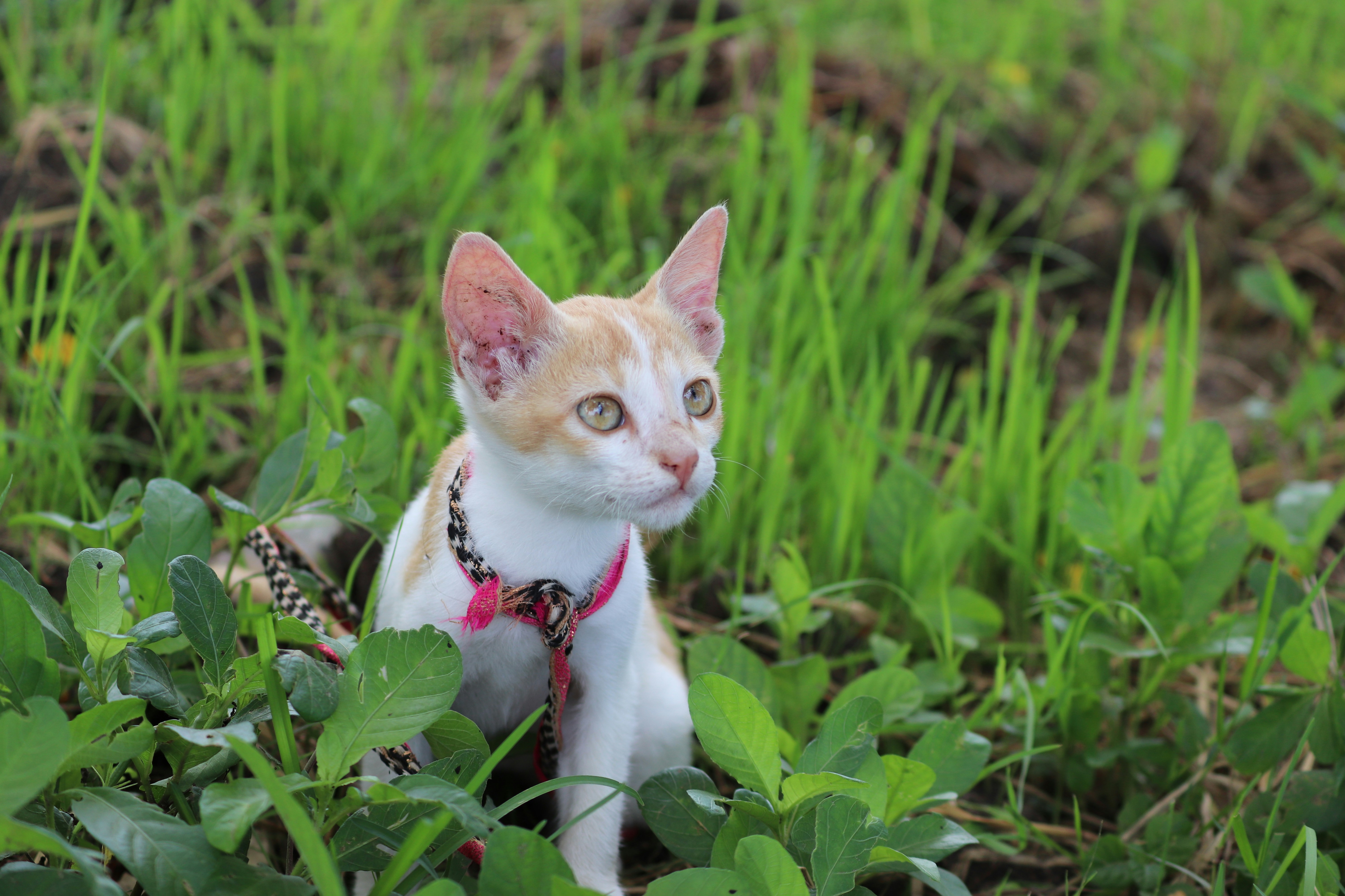 Un gato sentado en un campo de hierba verde