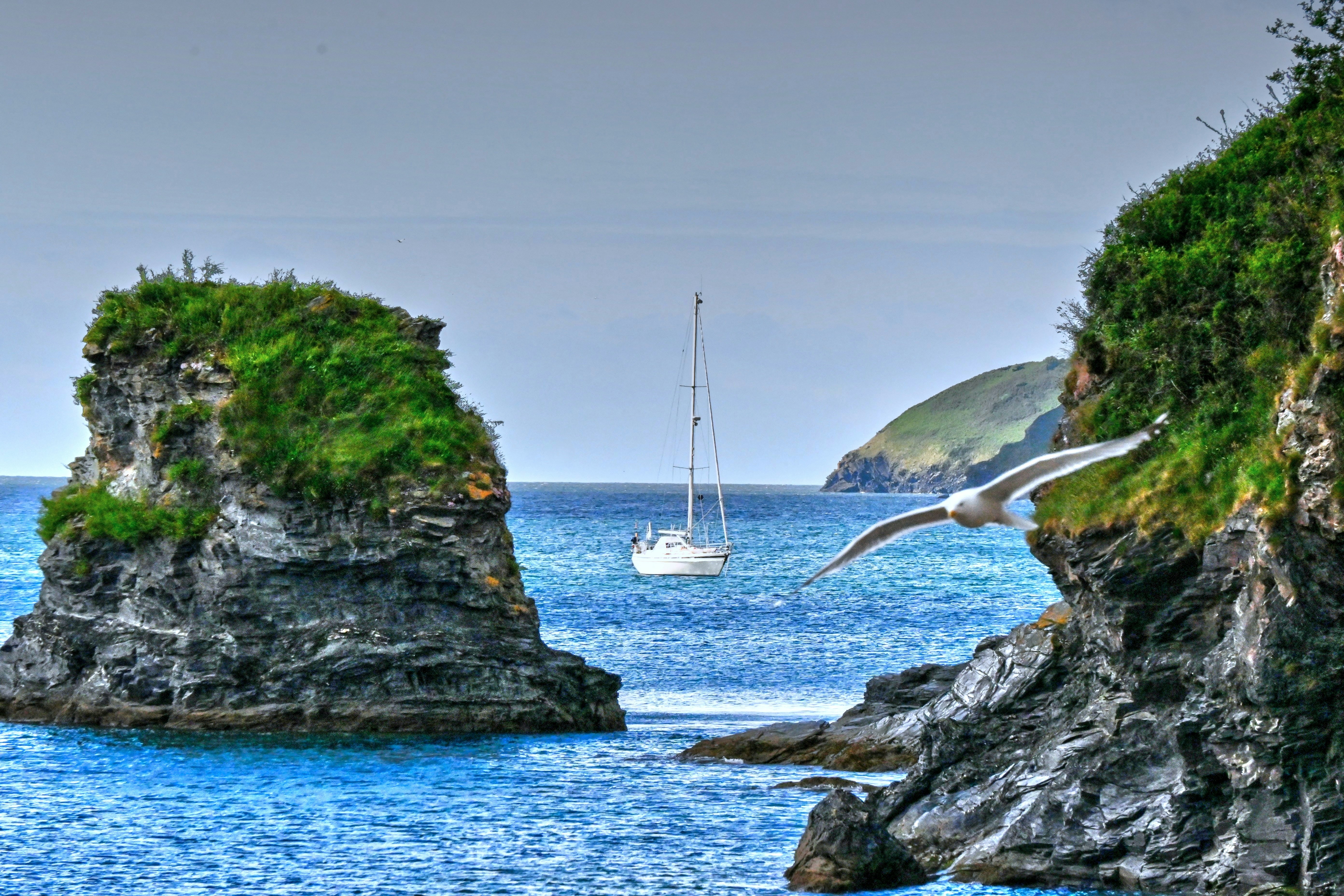 A bird flying over a body of water