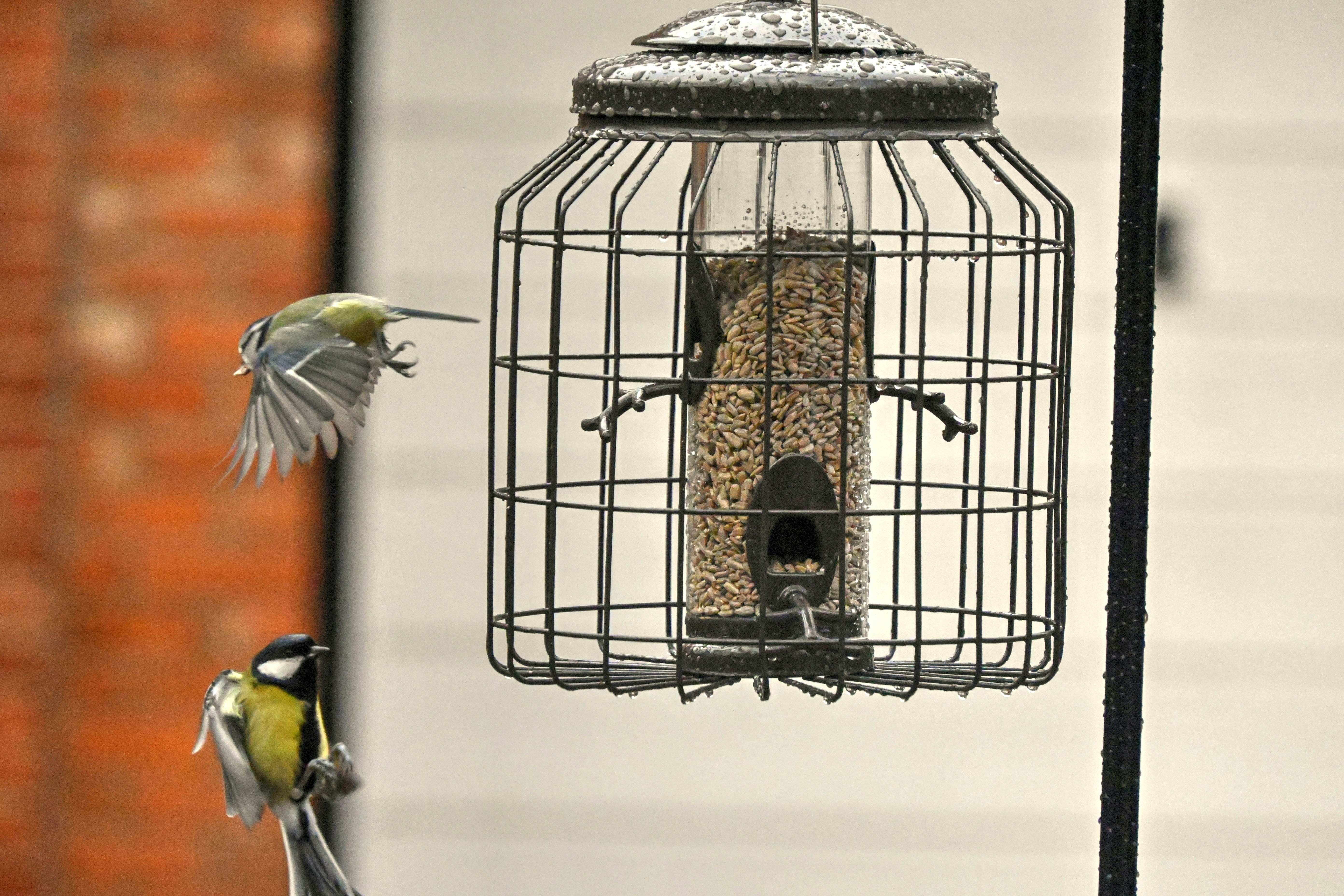 A couple of birds that are flying around a bird feeder