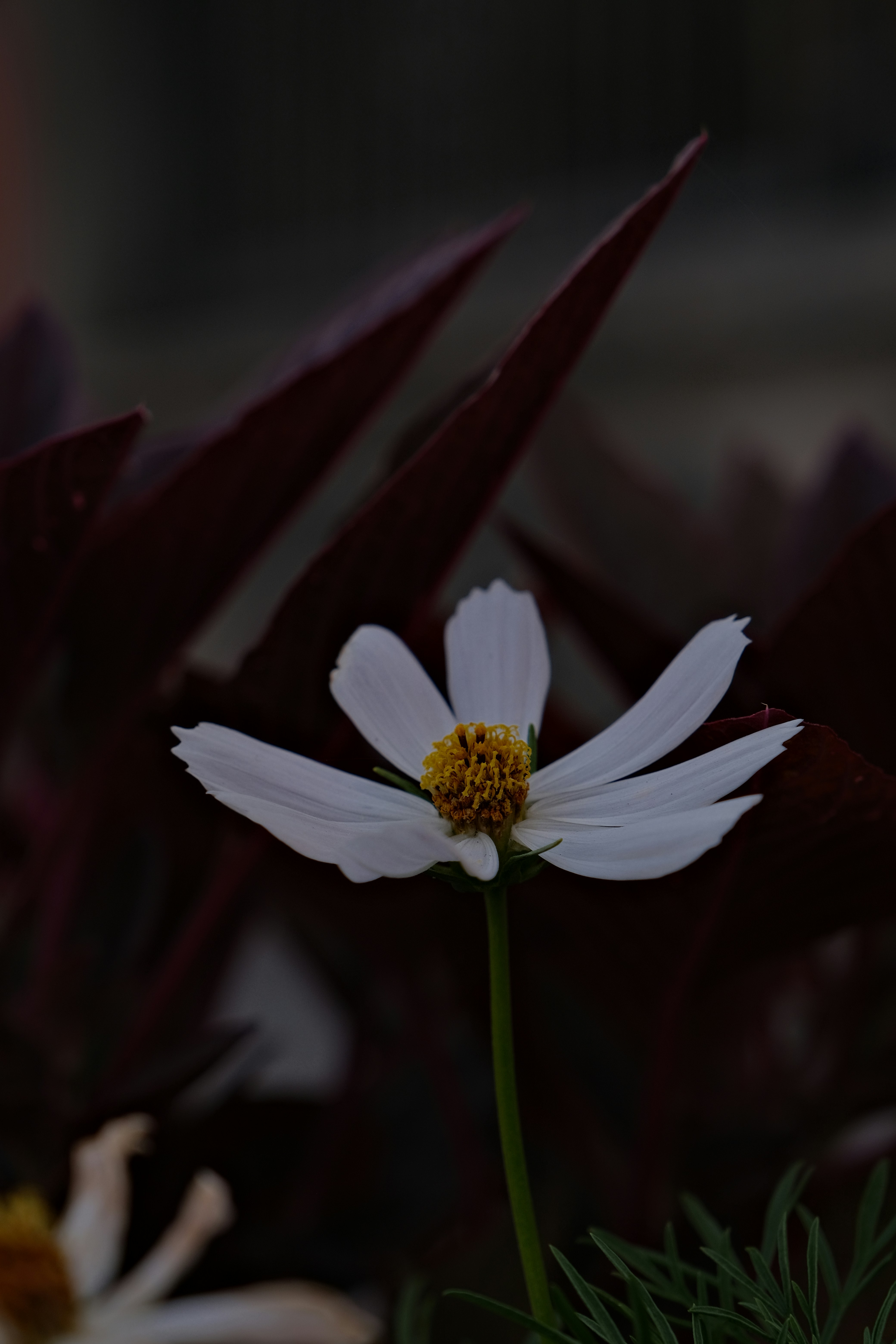 Una flor blanca con un centro amarillo rodeada de otras flores