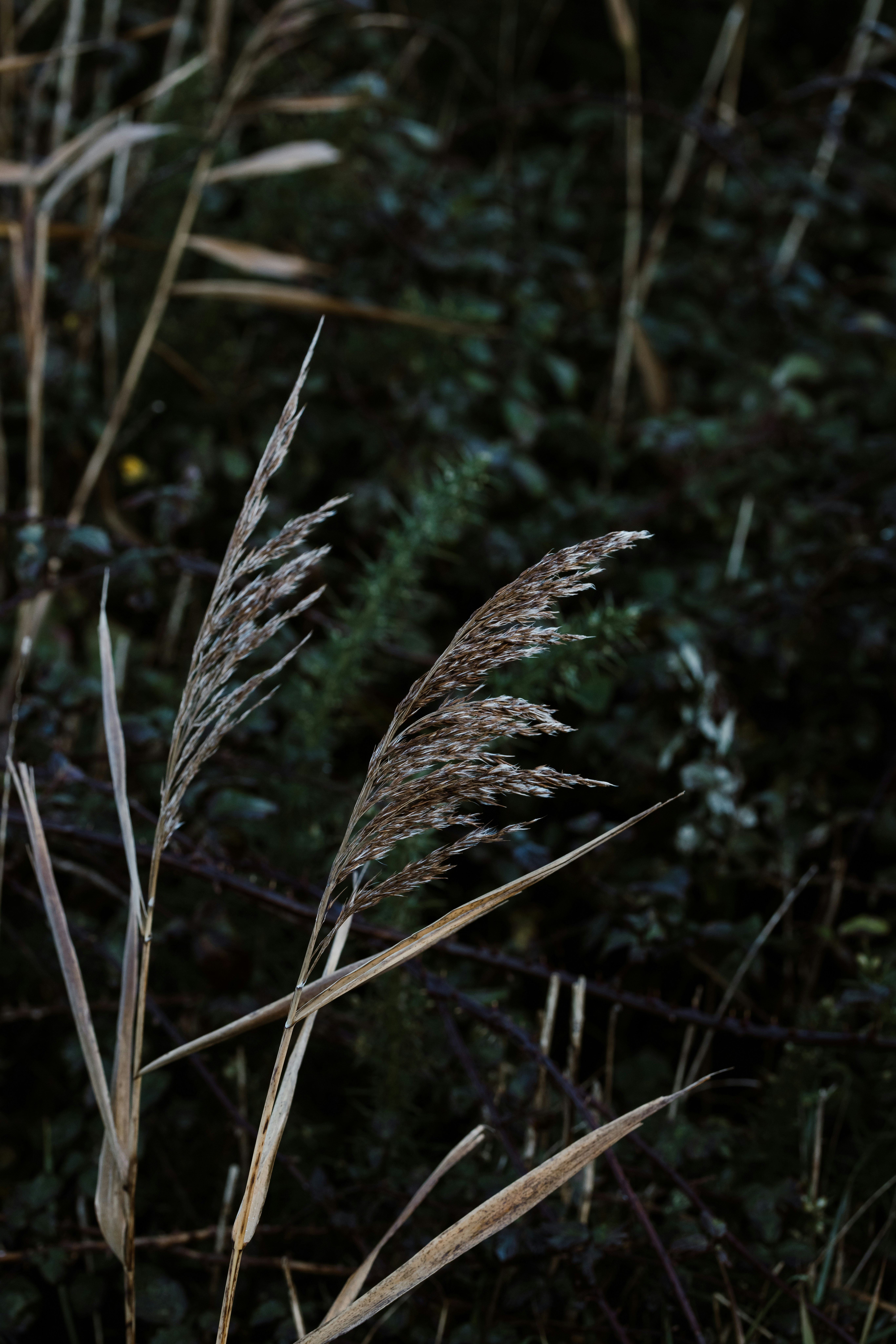 Nahaufnahme einer Pflanze auf einem Feld