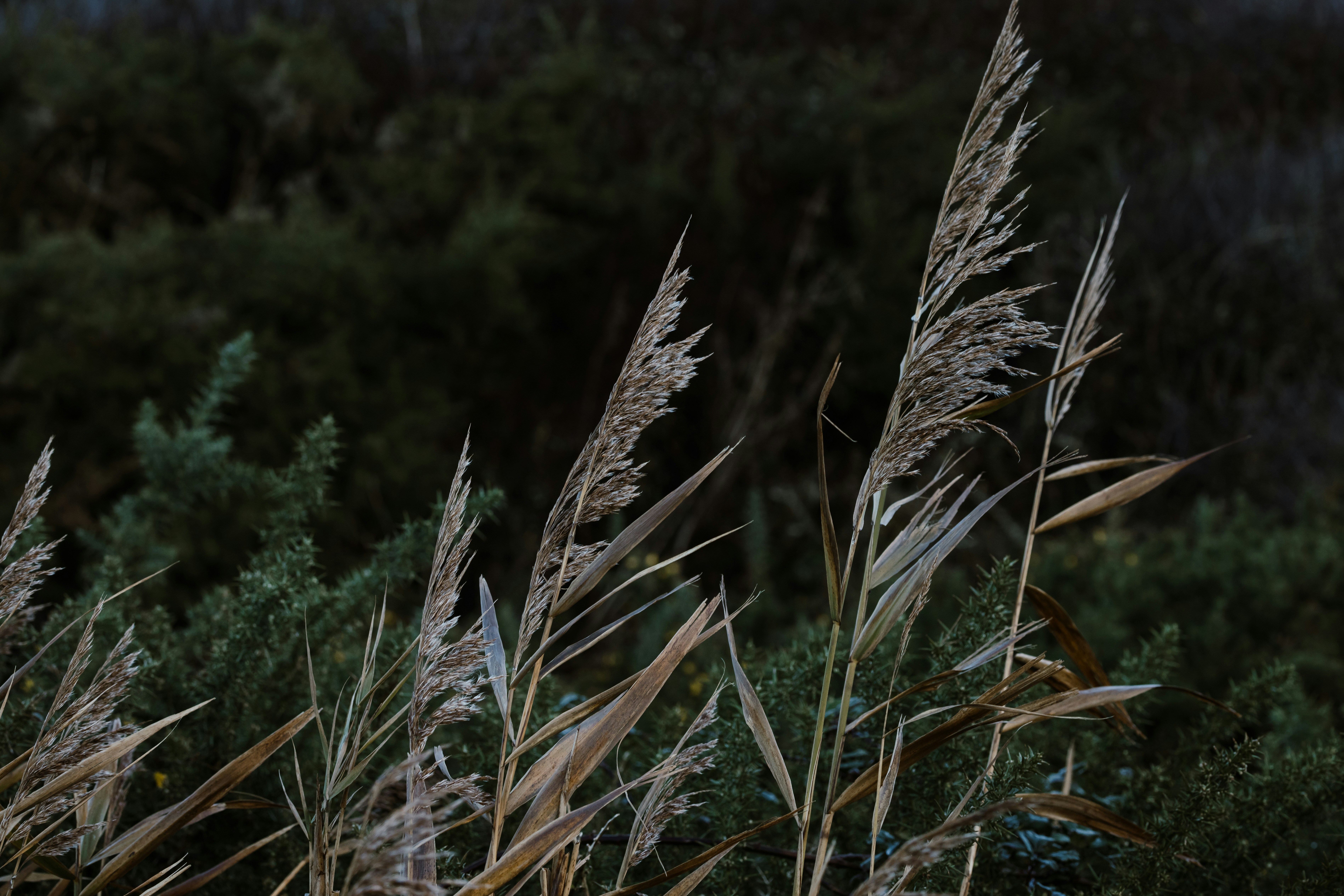 Ein Feld aus hohem Gras mit Bäumen im Hintergrund
