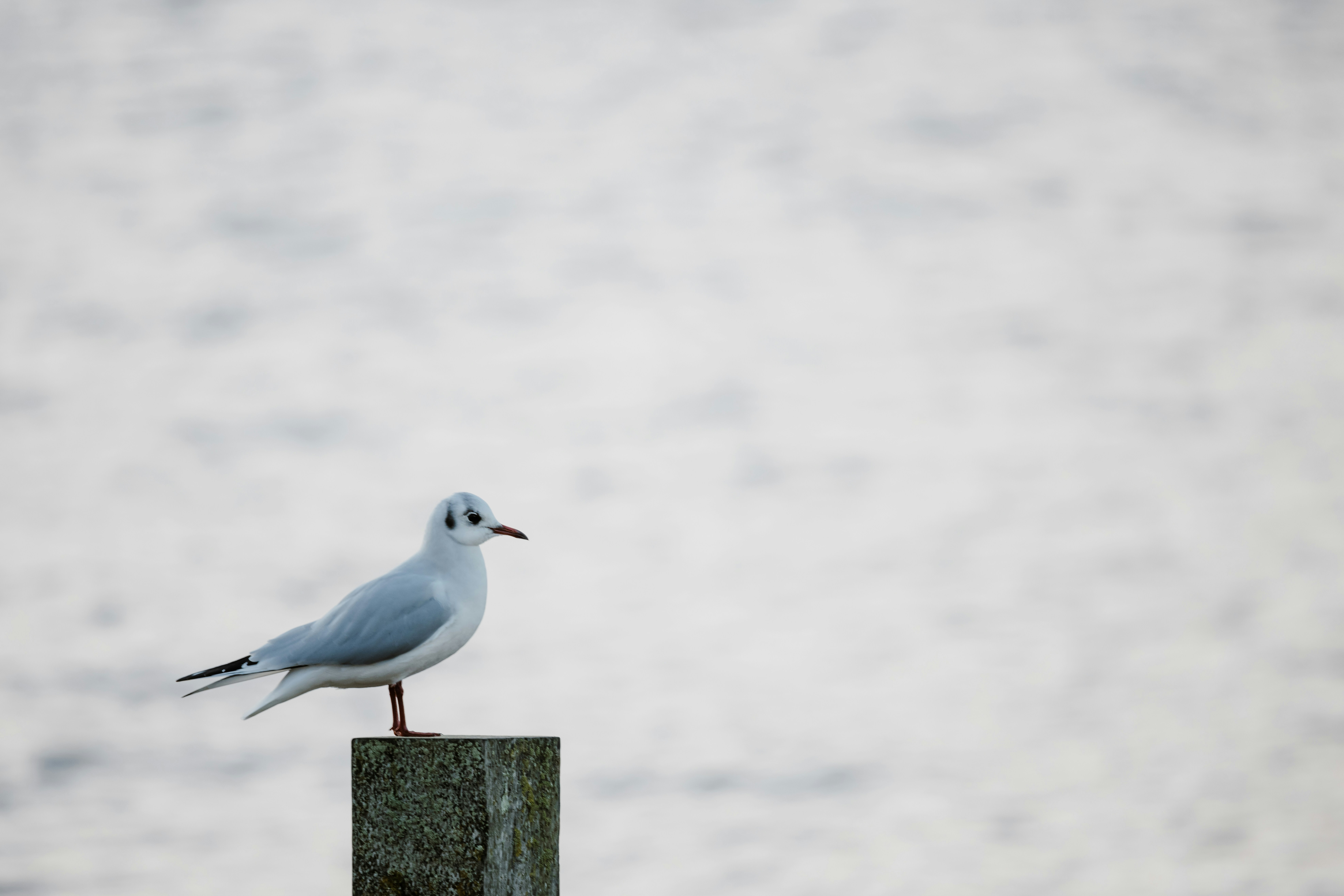 Photo by anniespratt