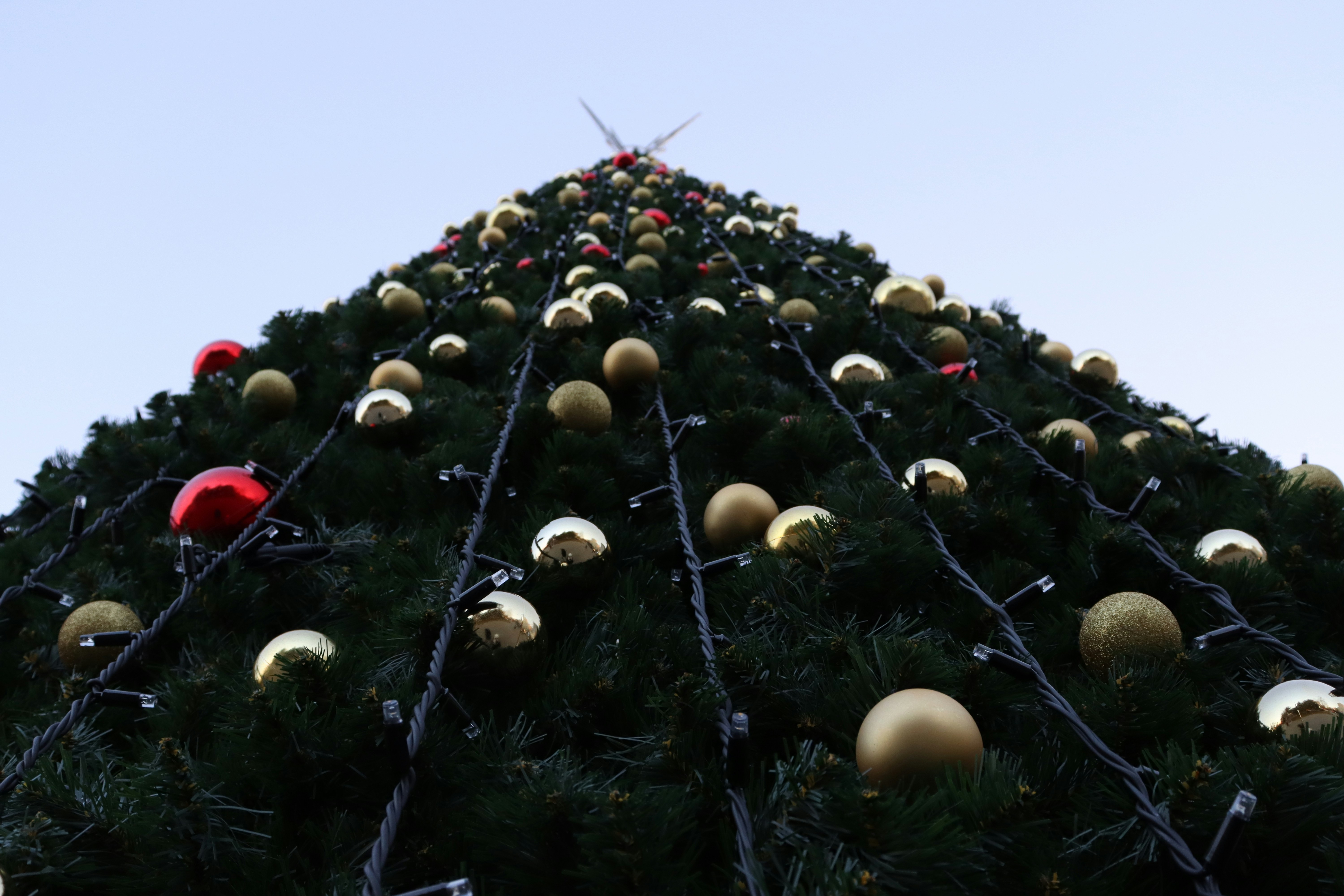 Photo by bored_mongoose