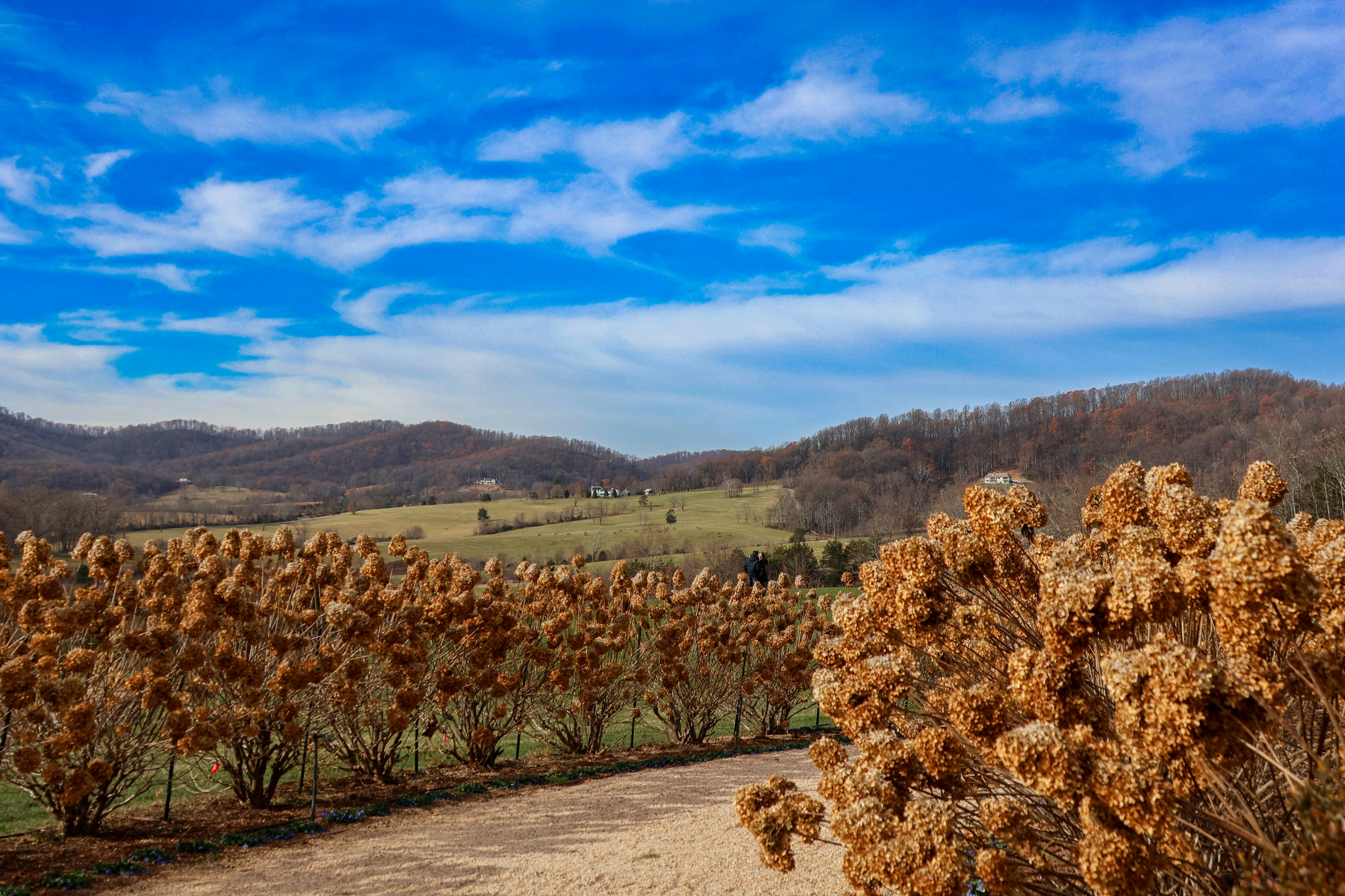 A field with a dirt road and a blue sky