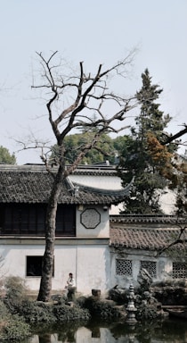 A white building with a tree in front of it