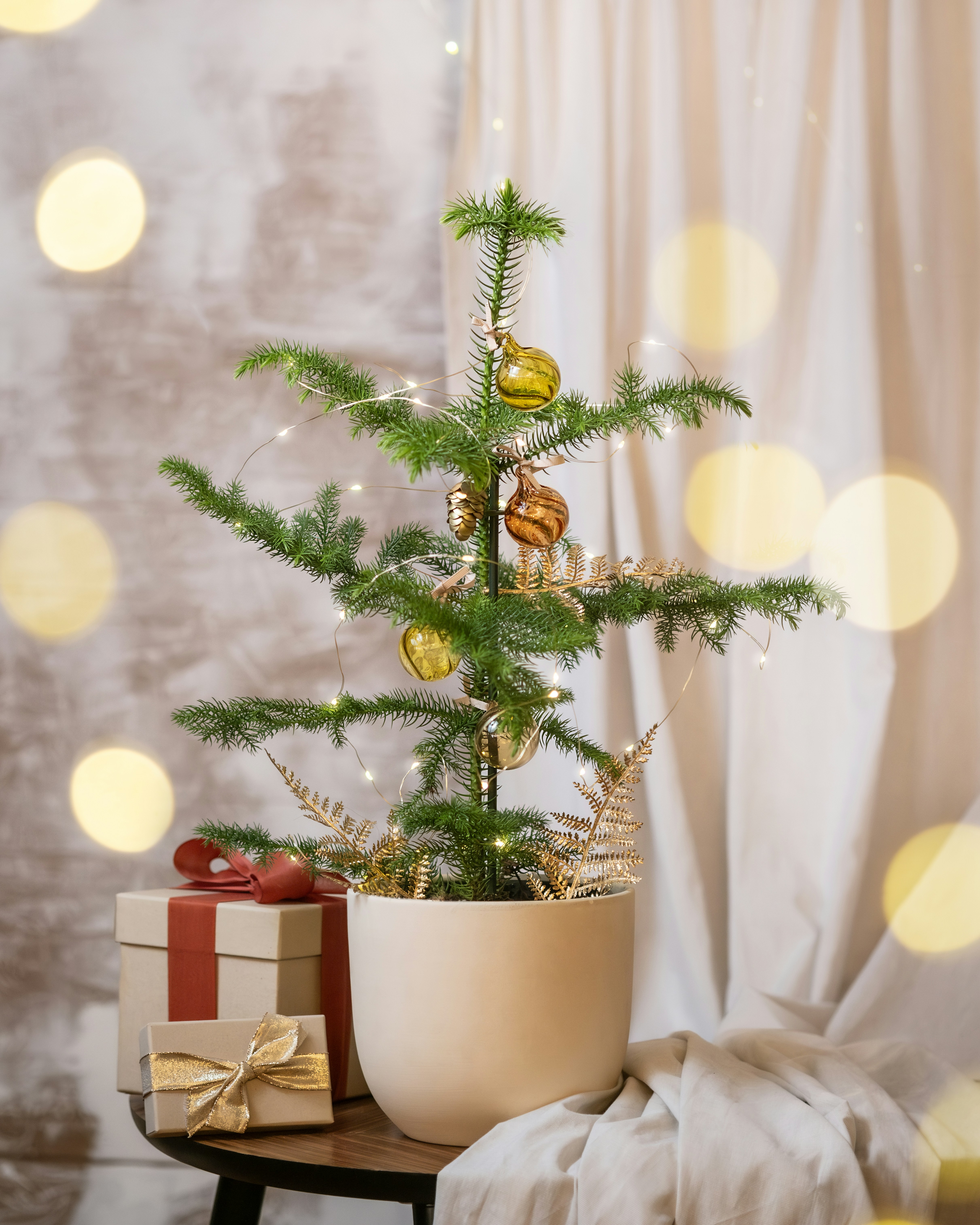 A small christmas tree in a white pot