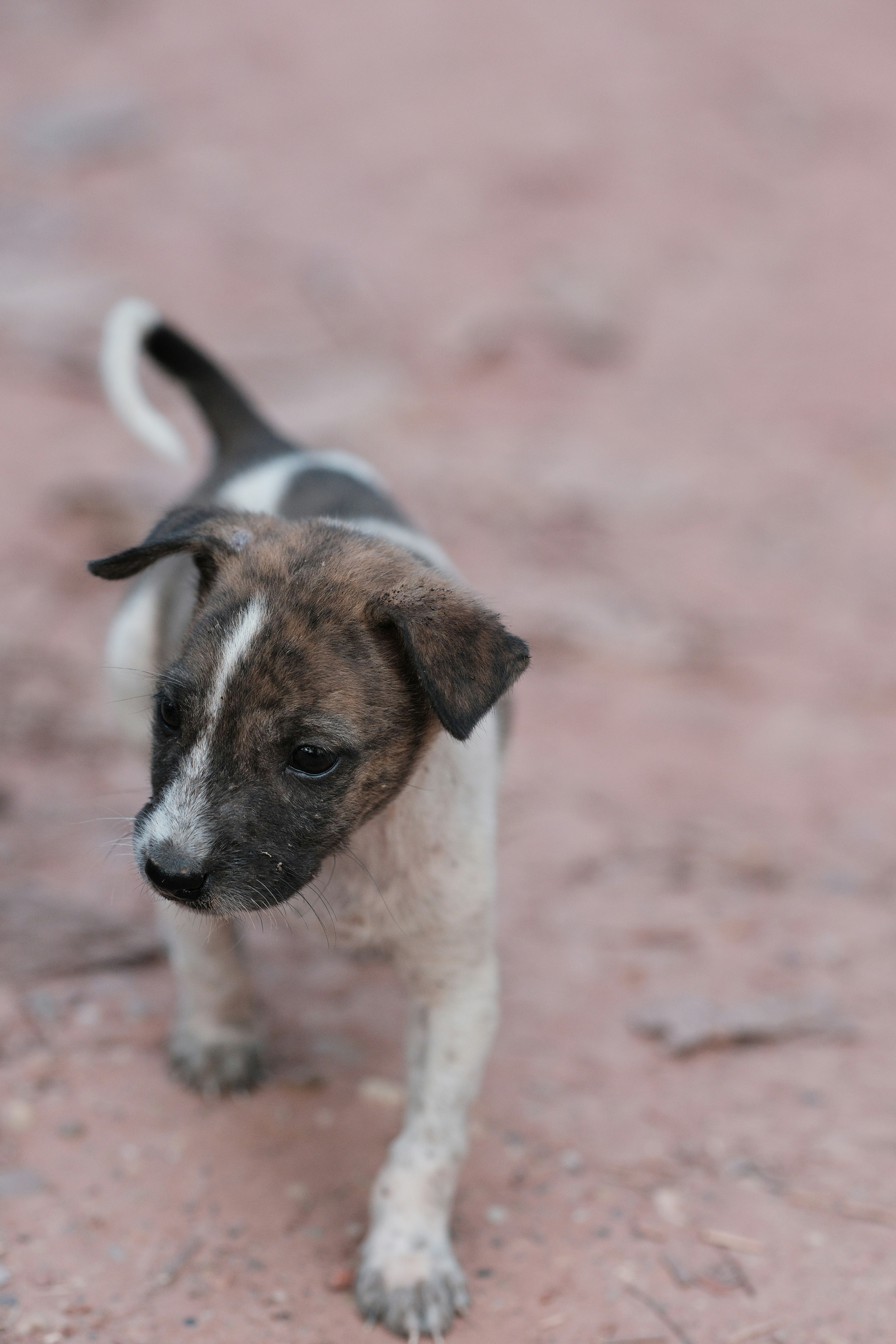 A small brown and white dog standing on top of a dirt field