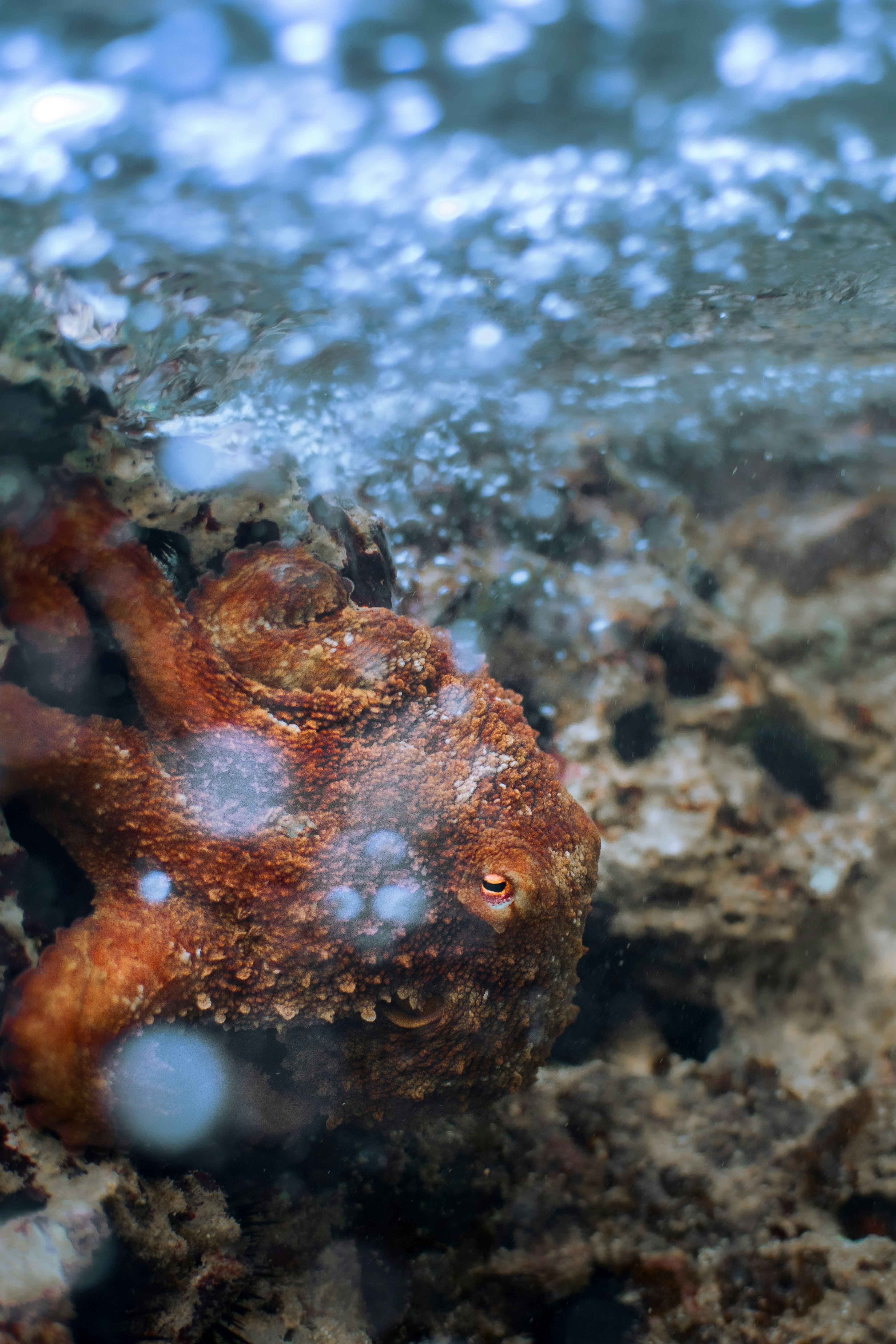 A close up of a sea anemone under water