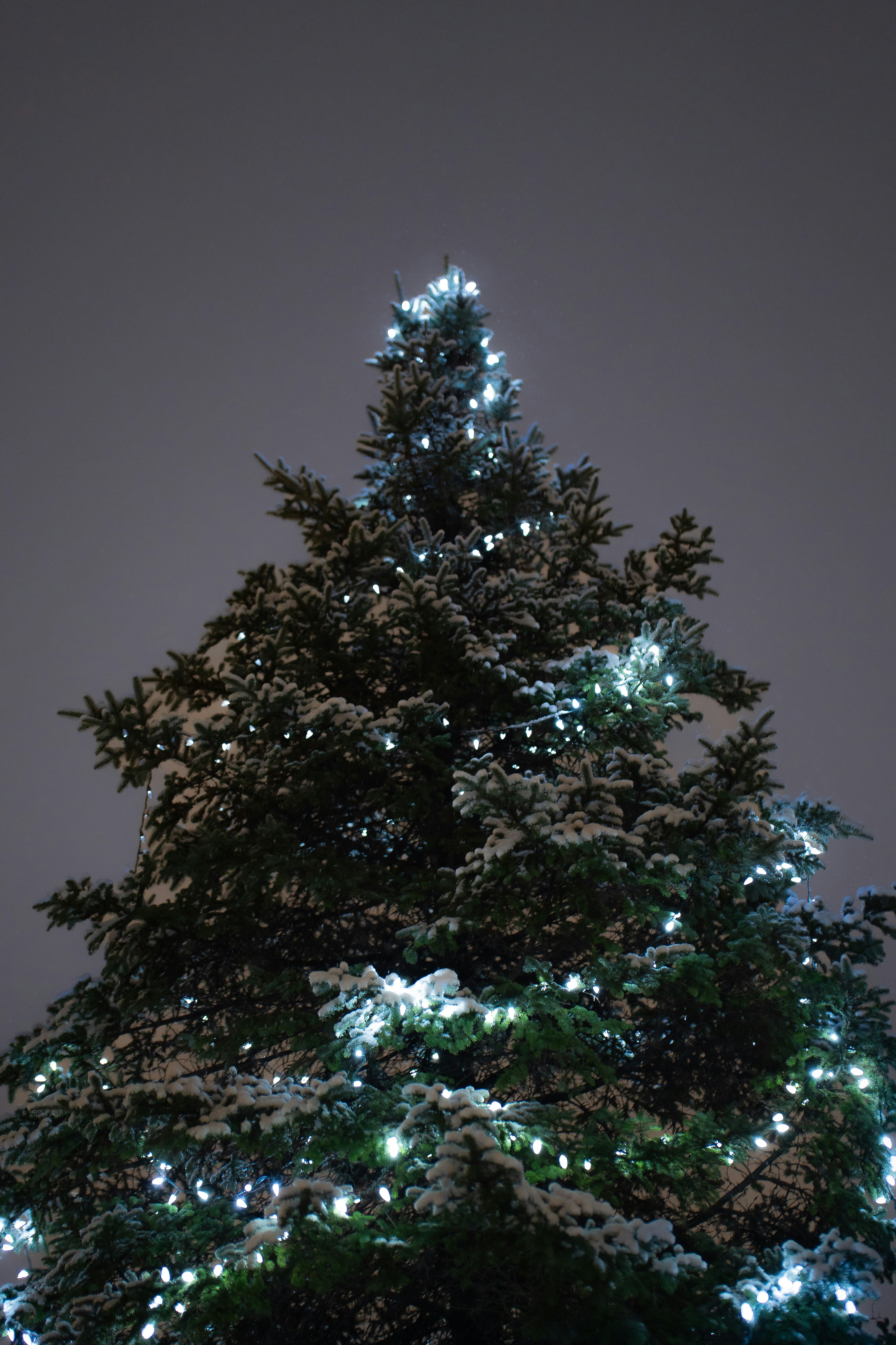 A large christmas tree is lit up with white lights