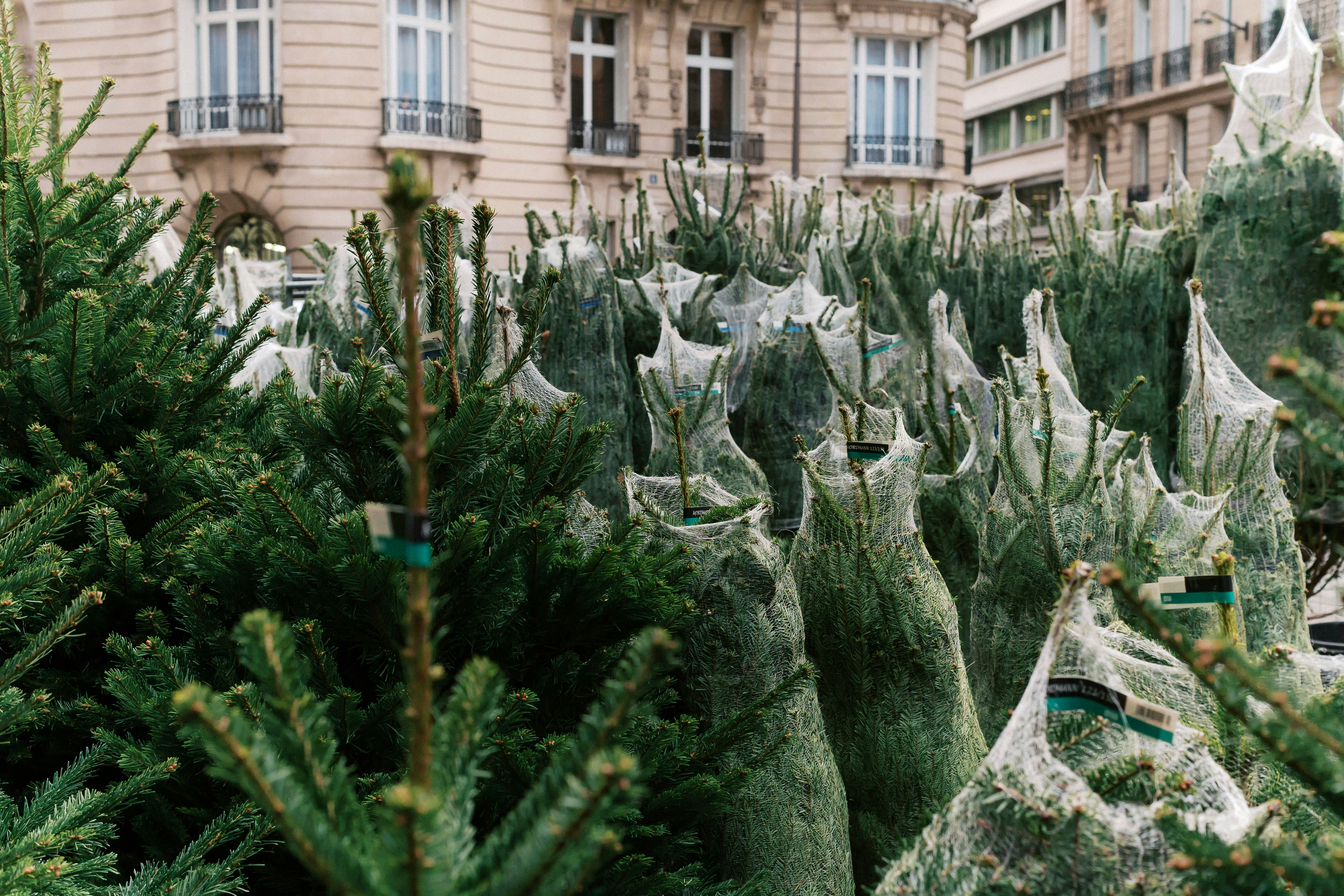 Eine Gruppe von Bäumen, die nebeneinander stehen