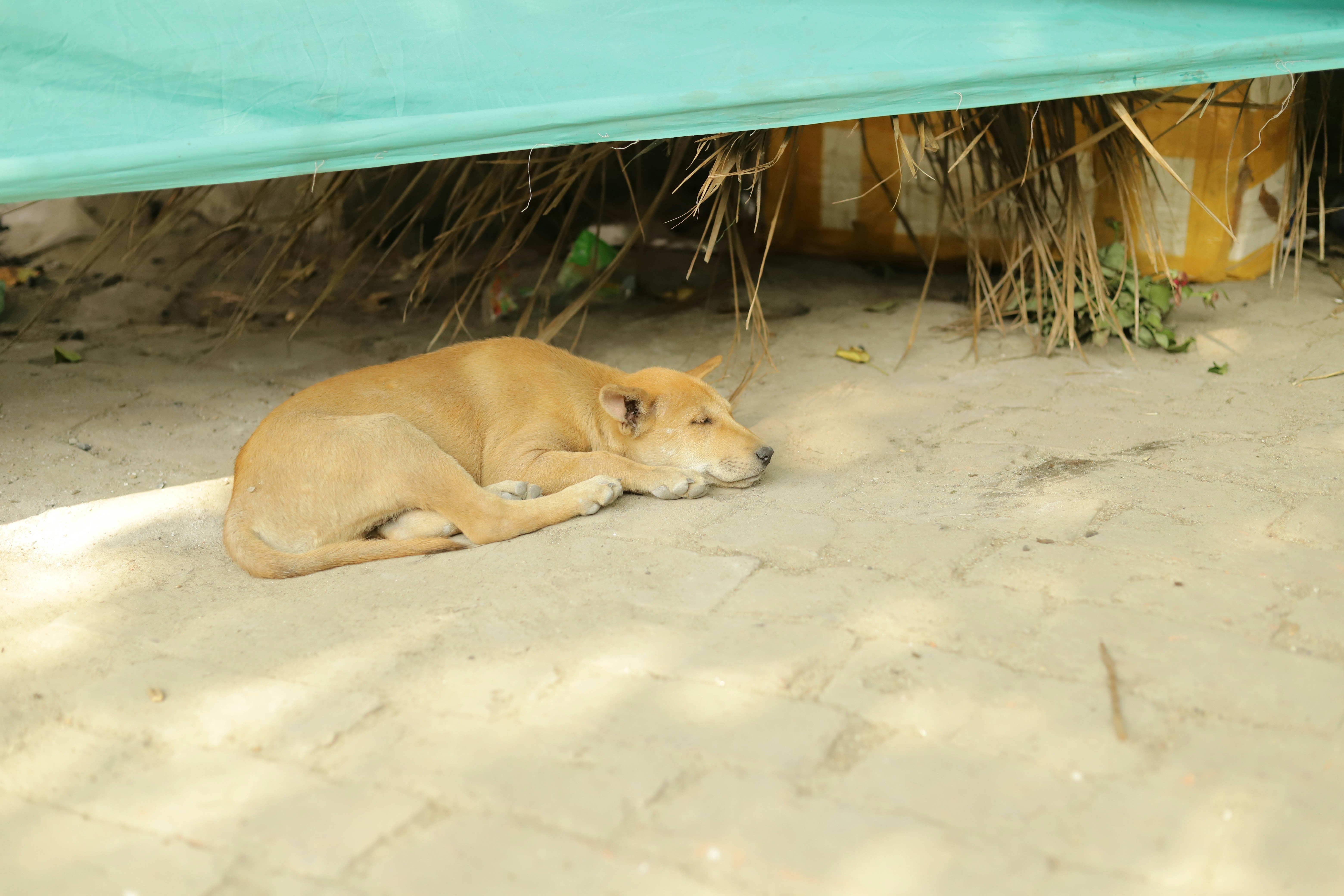 Photo by mentalist_02