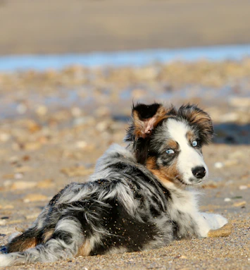 A dog laying on a beach next to a body of water