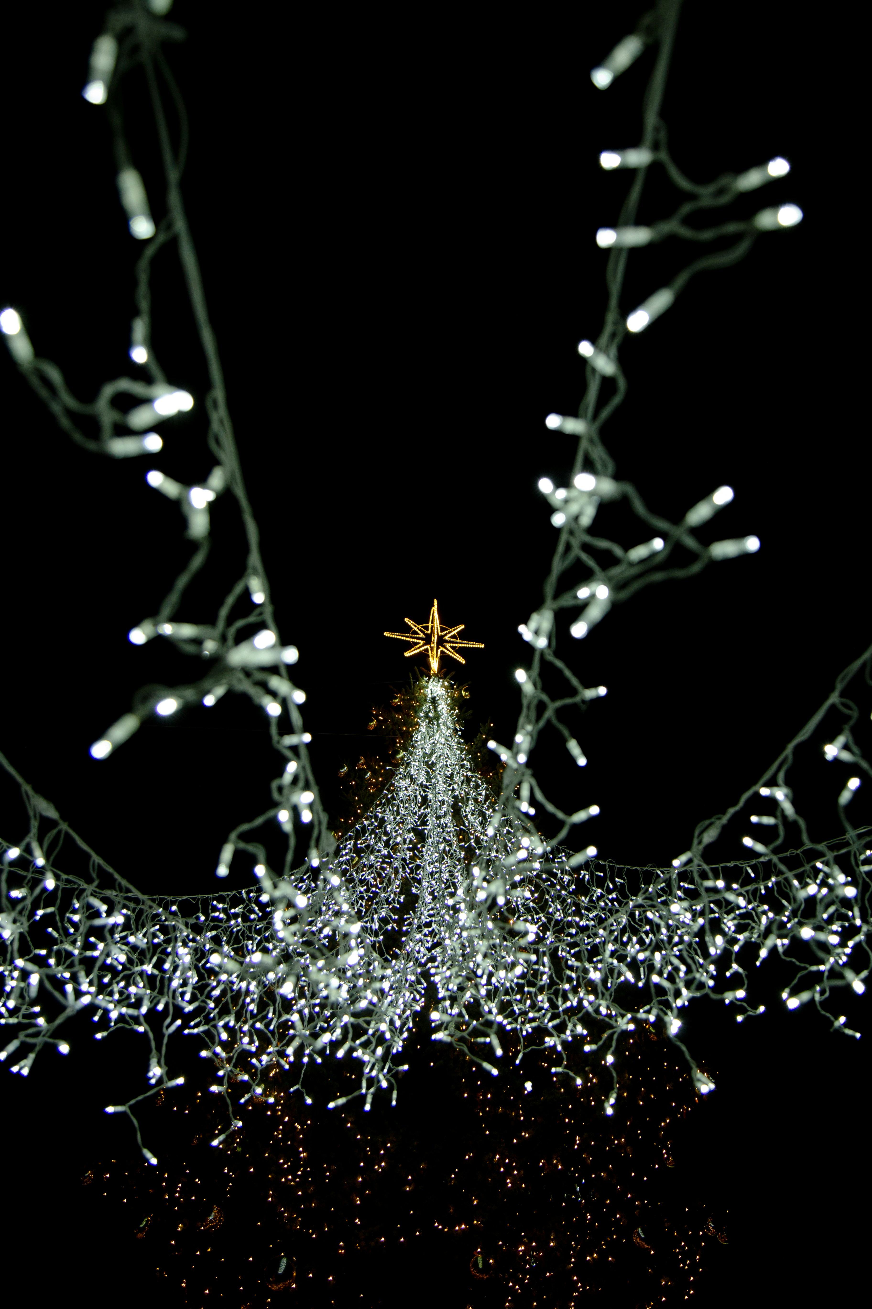 Un albero di Natale con una stella sopra