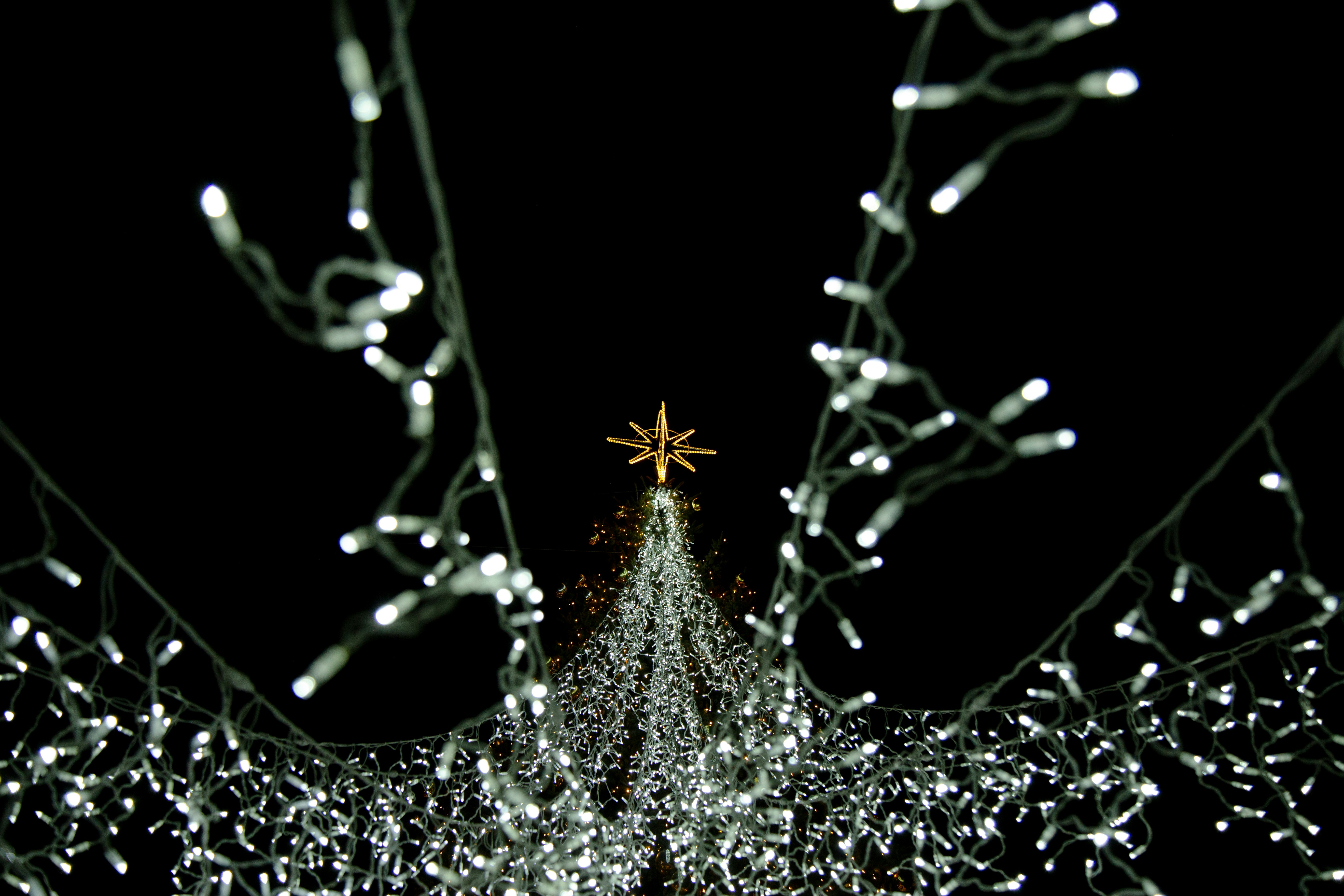 Un albero di Natale è illuminato al buio