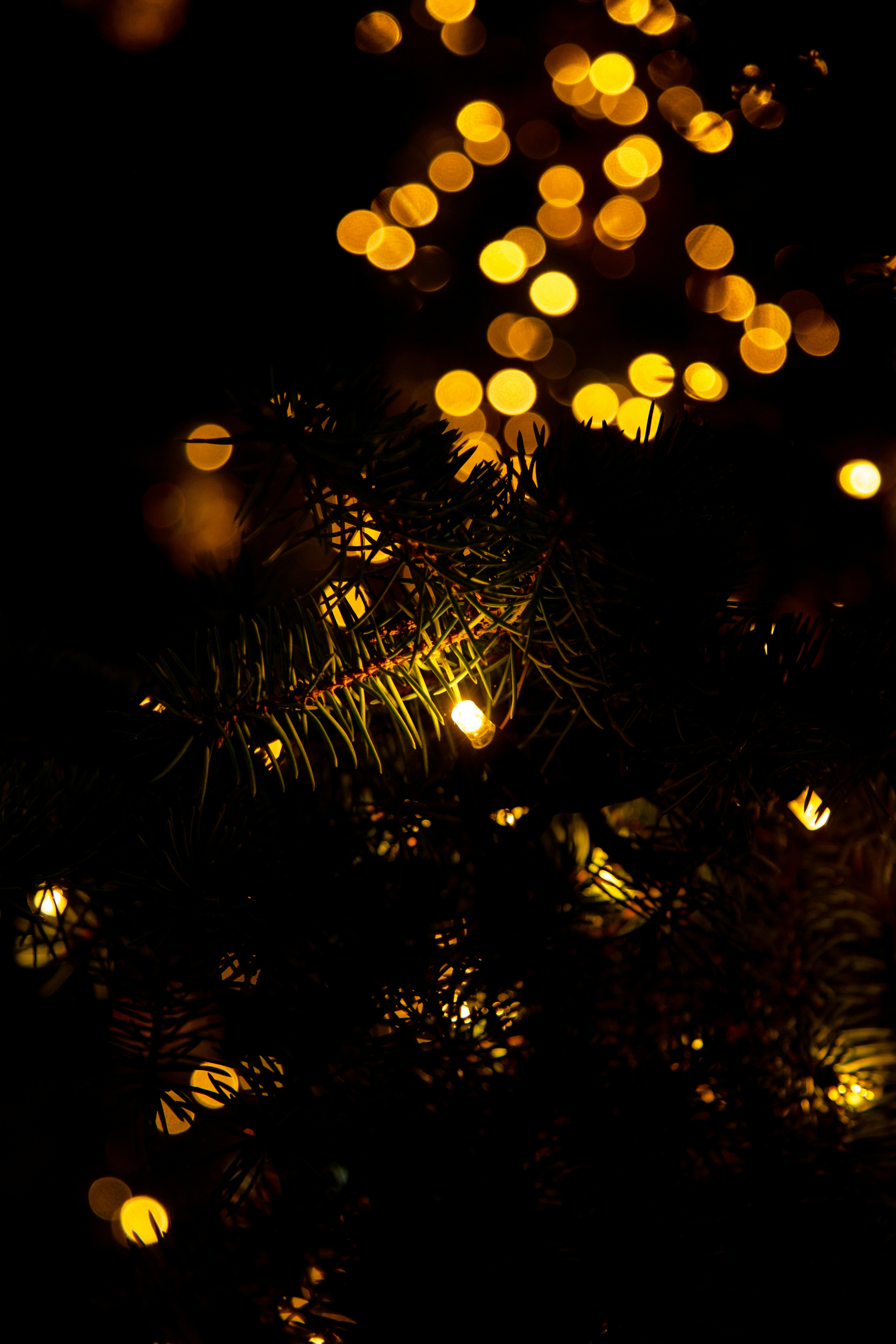 Un primo piano di un albero di Natale con luci