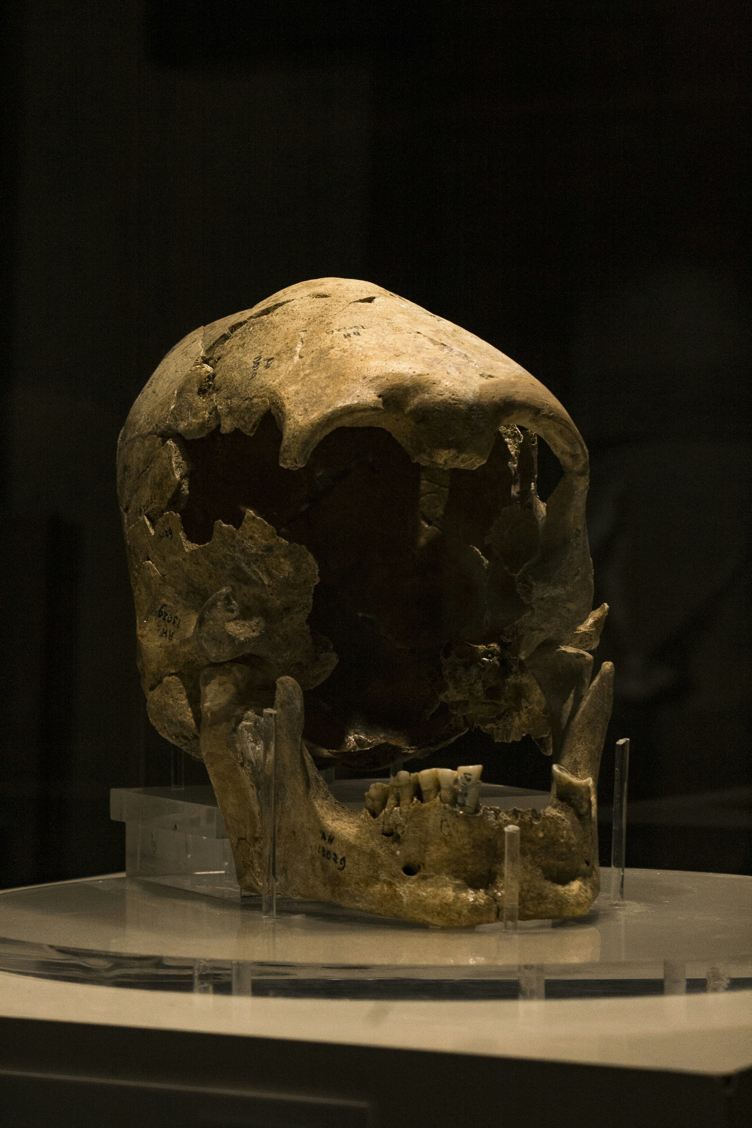 Pseudaelurus Had the First Cat-Like Inner Ear Structure (image credits: unsplash)