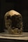 A human skull on display in a museum