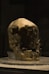 A human skull on display in a museum
