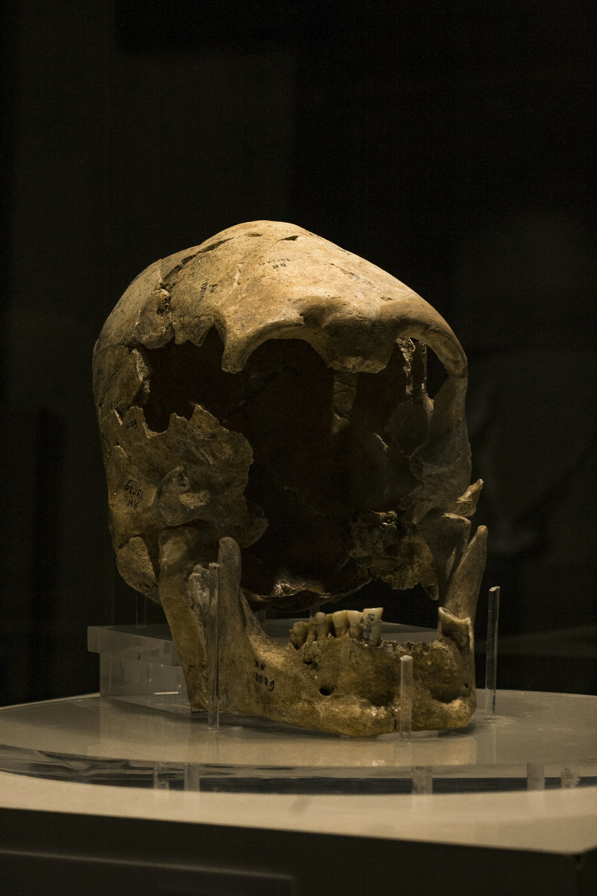 A human skull on display in a museum