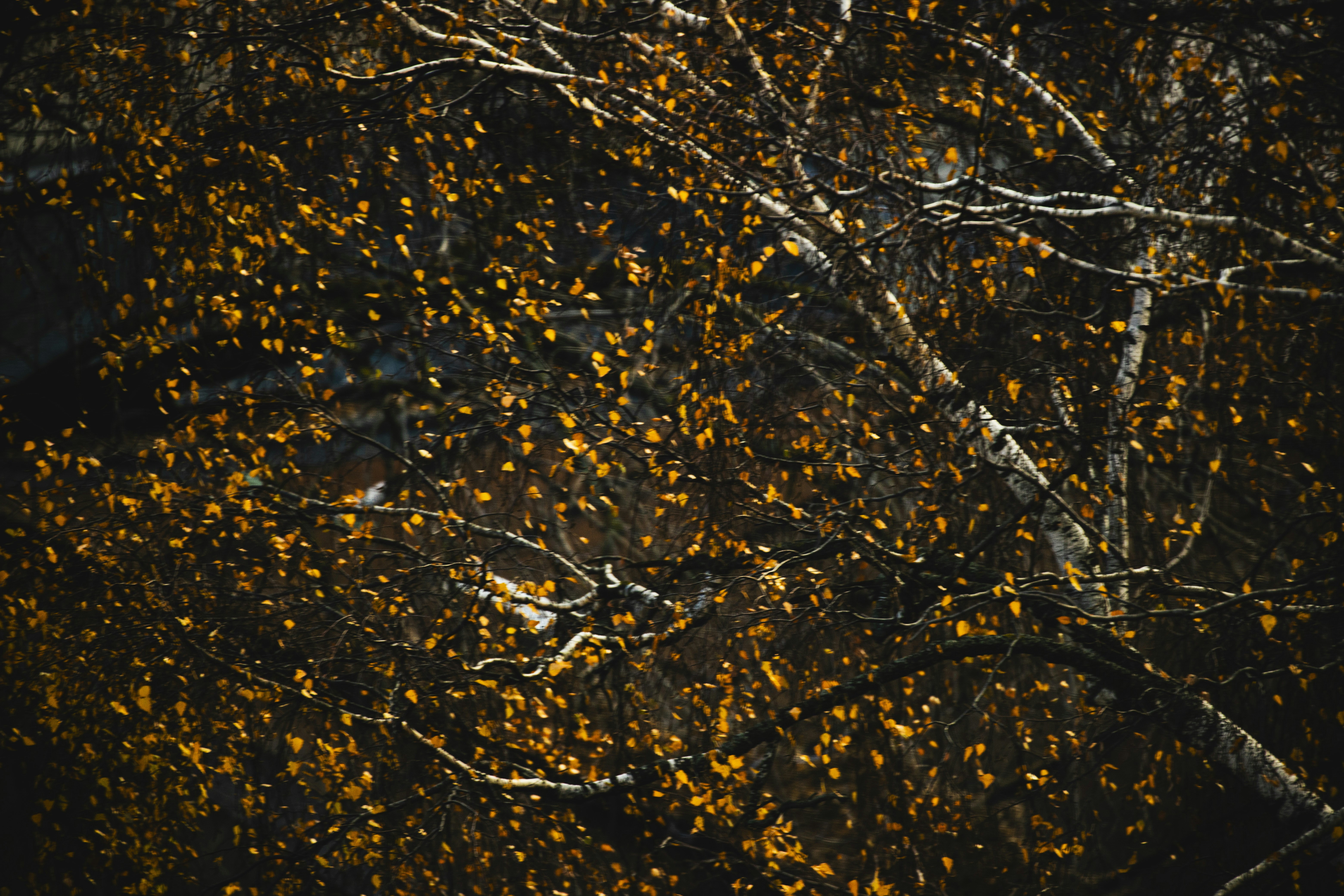 Photo by stef_enheart