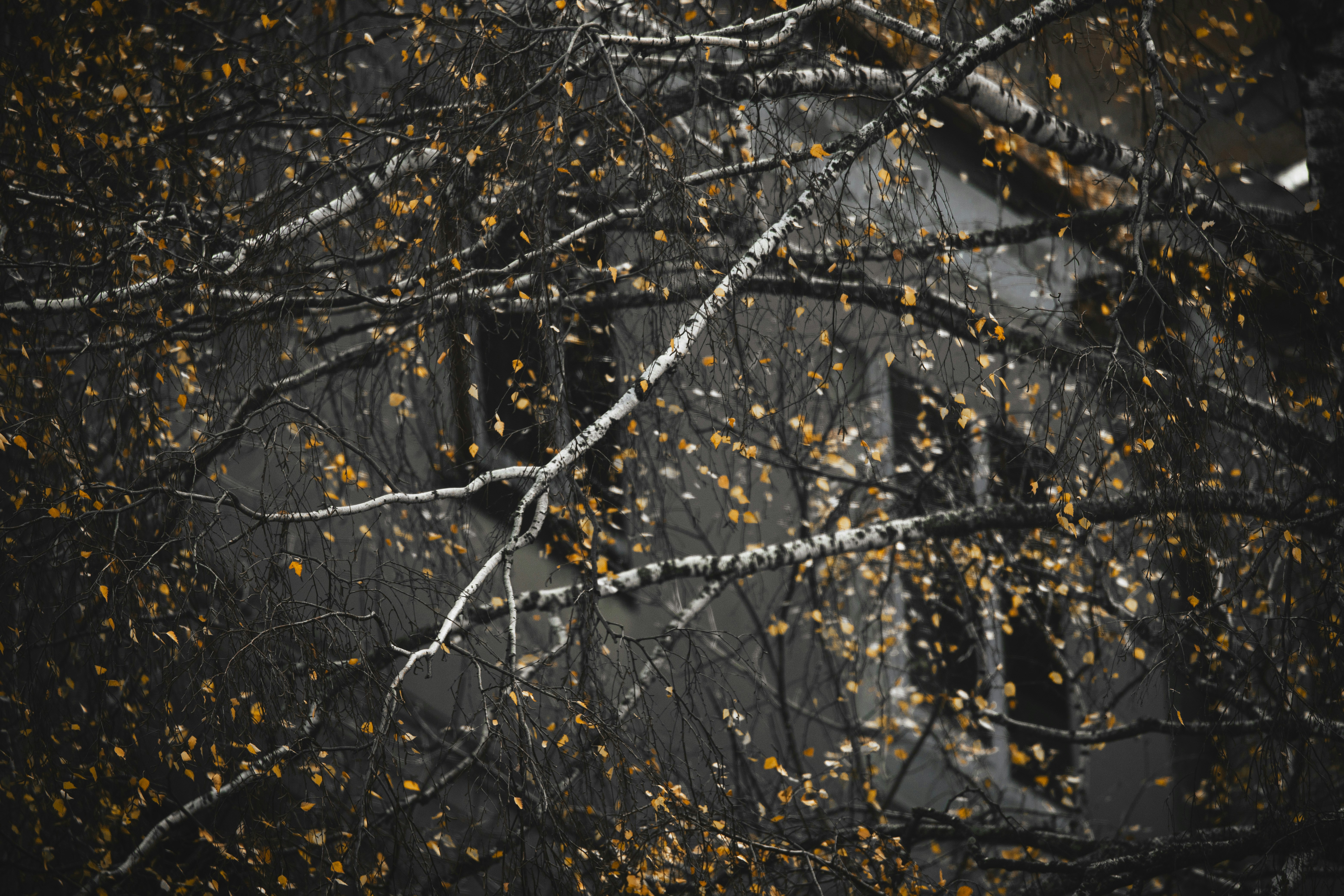 Photo by stef_enheart