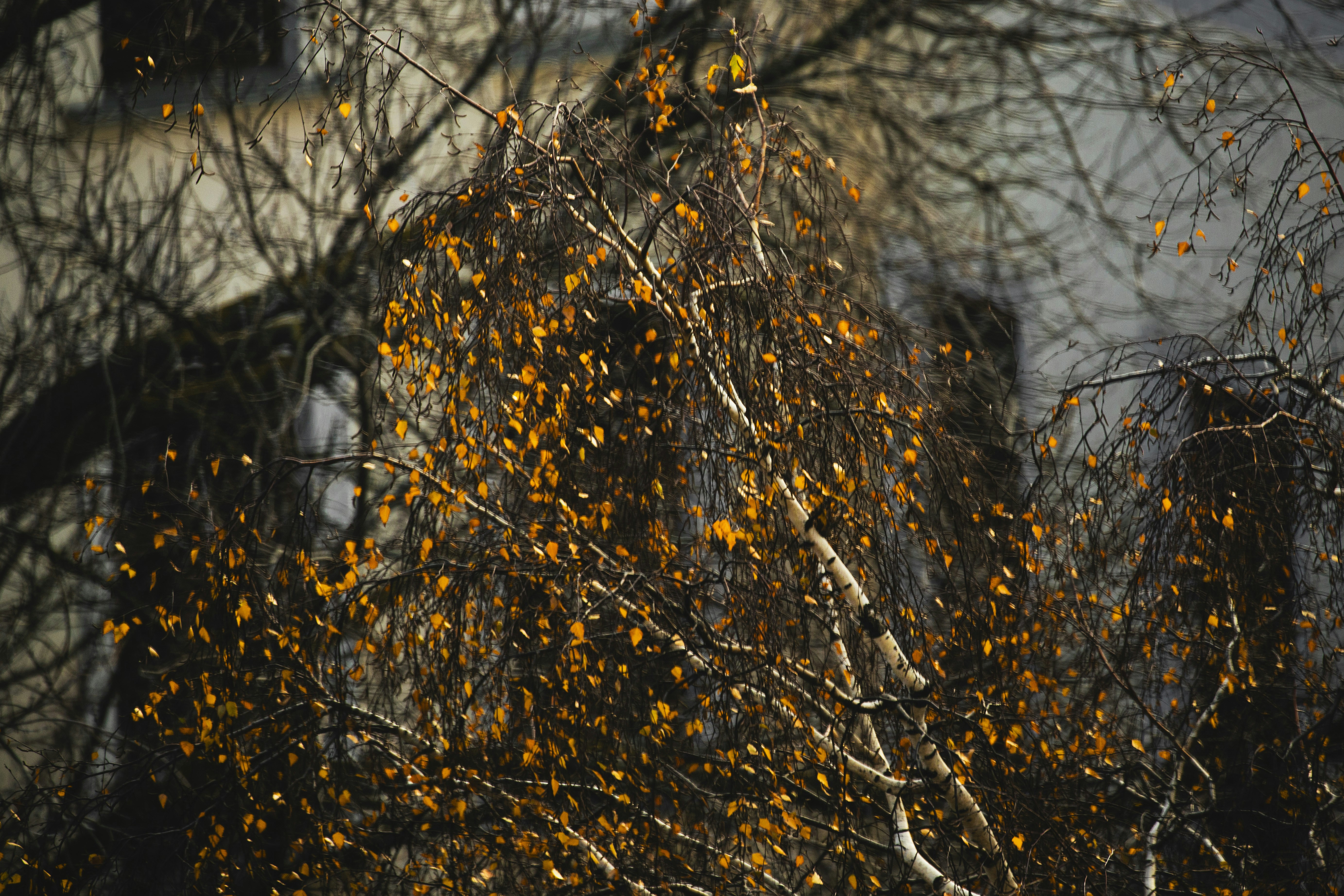 A tree with yellow leaves in front of a building