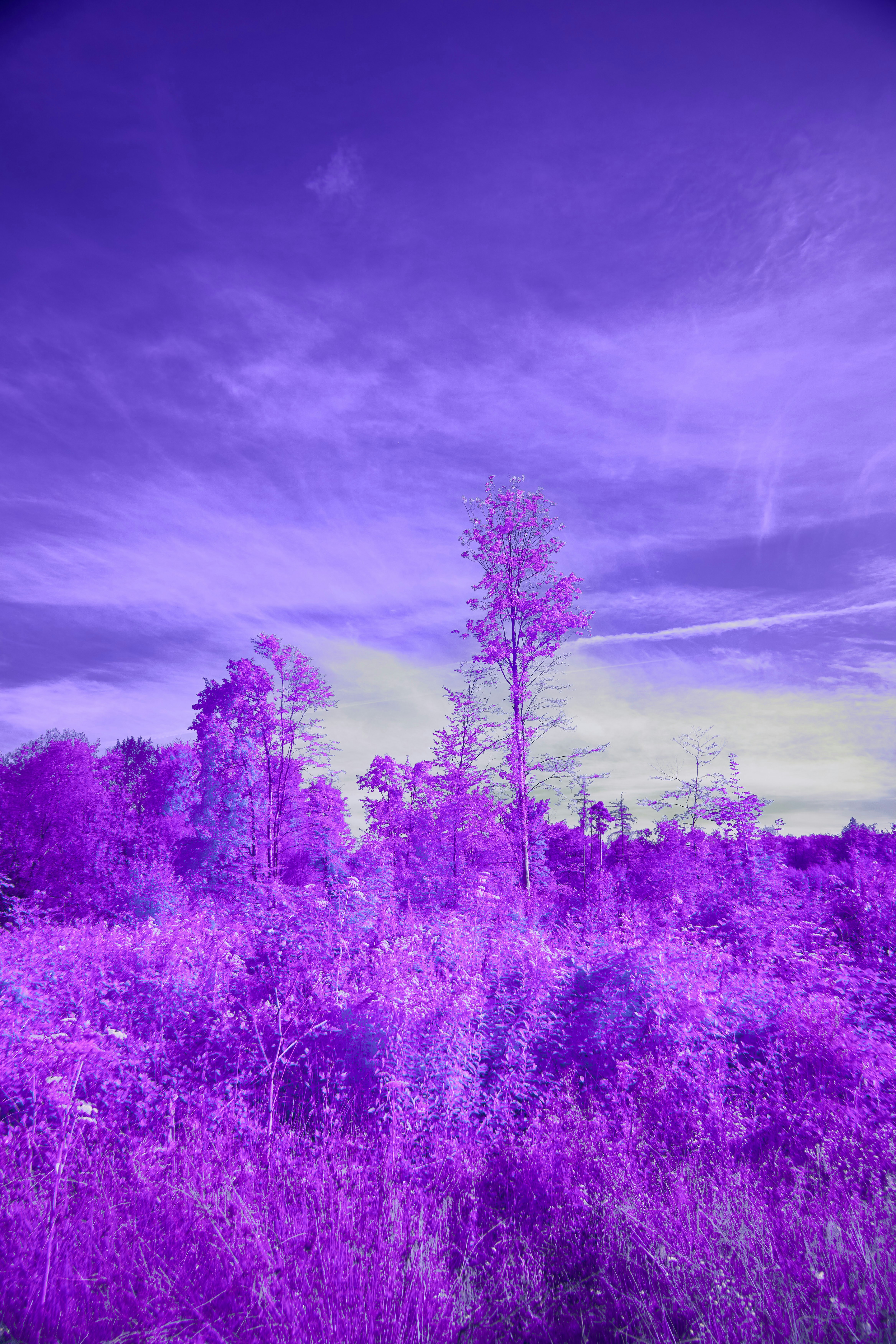 Photo by wolfgang_hasselmann