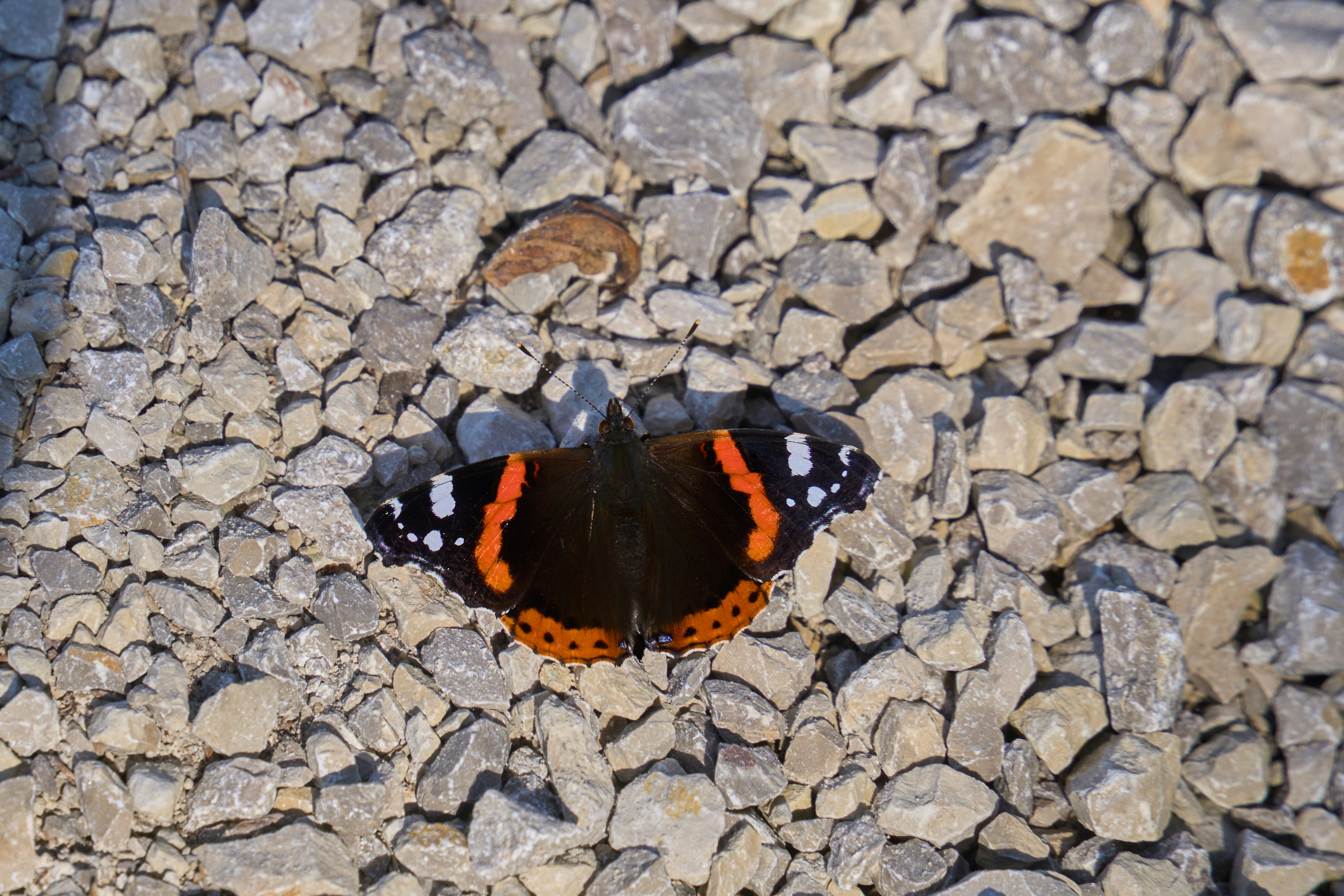 Photo by wolfgang_hasselmann