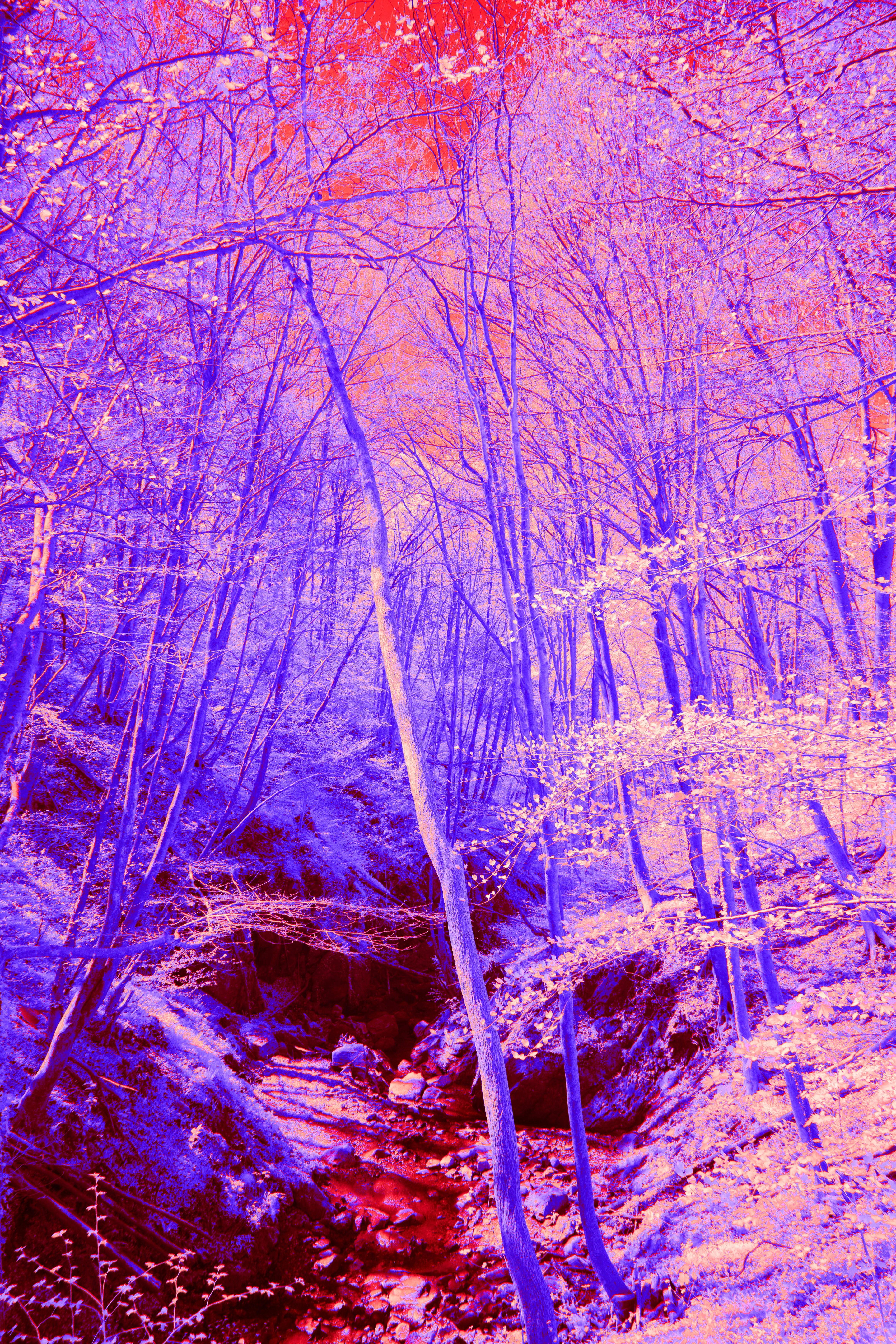 Photo by wolfgang_hasselmann