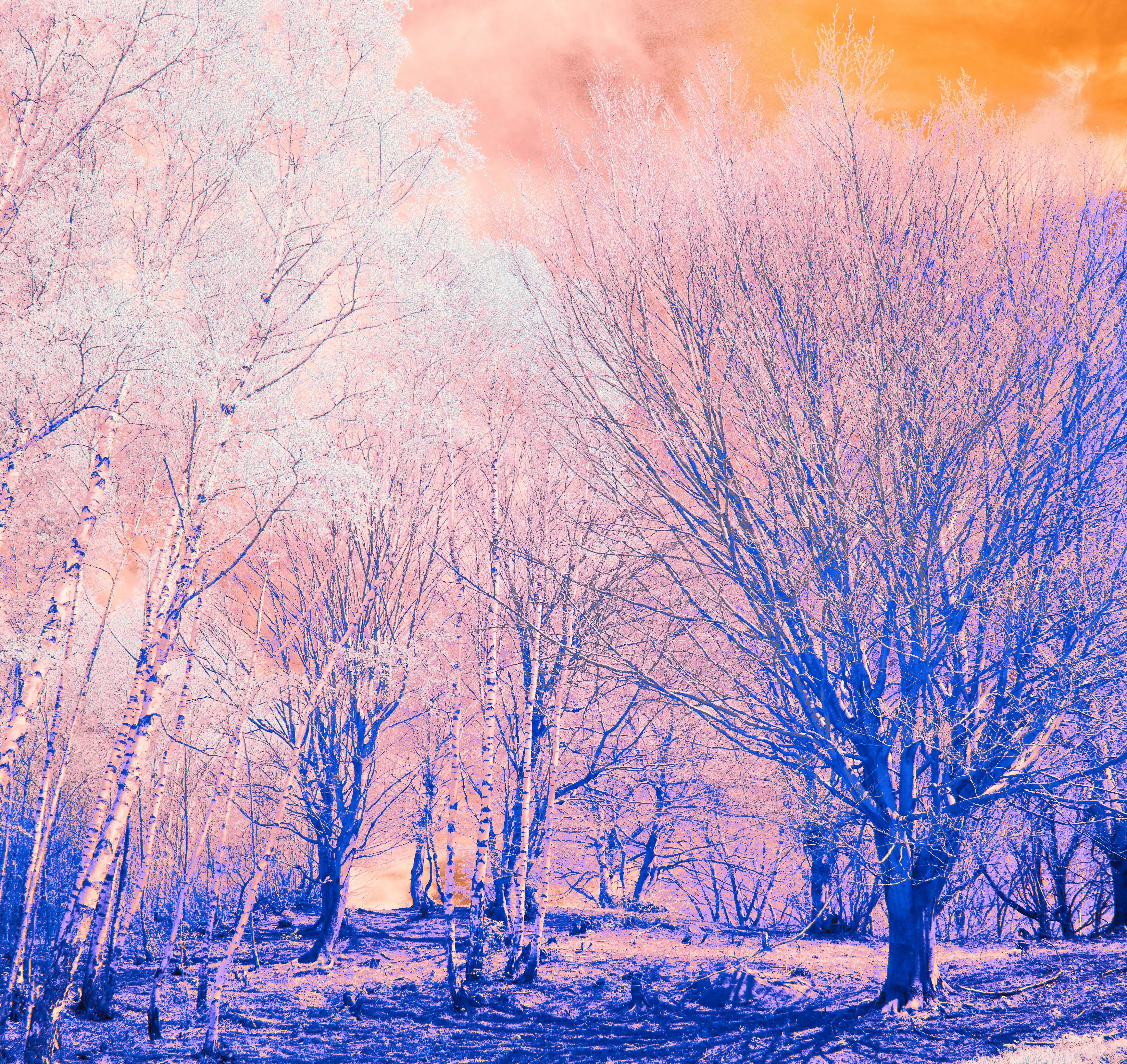 Photo by wolfgang_hasselmann