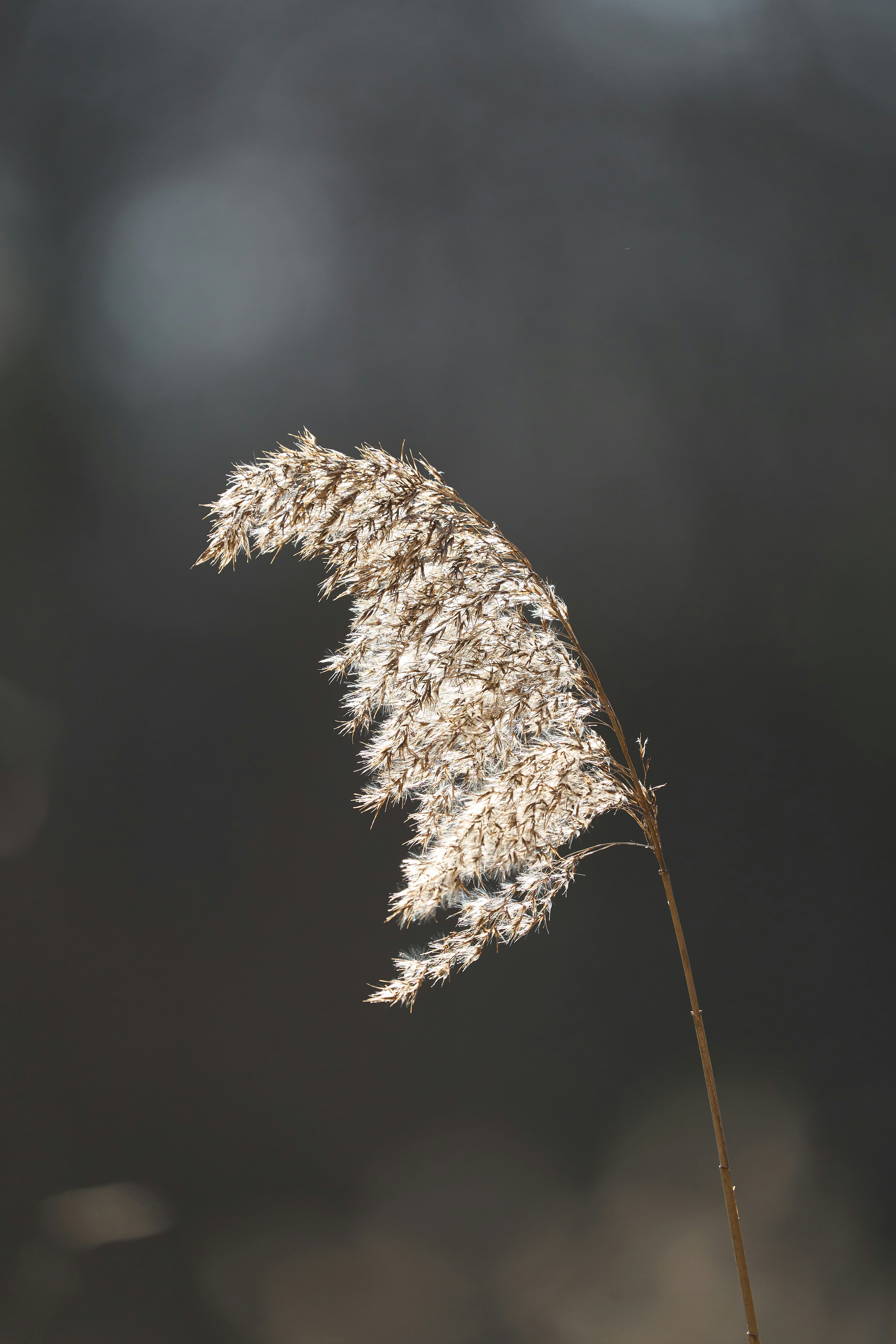 Photo by wolfgang_hasselmann