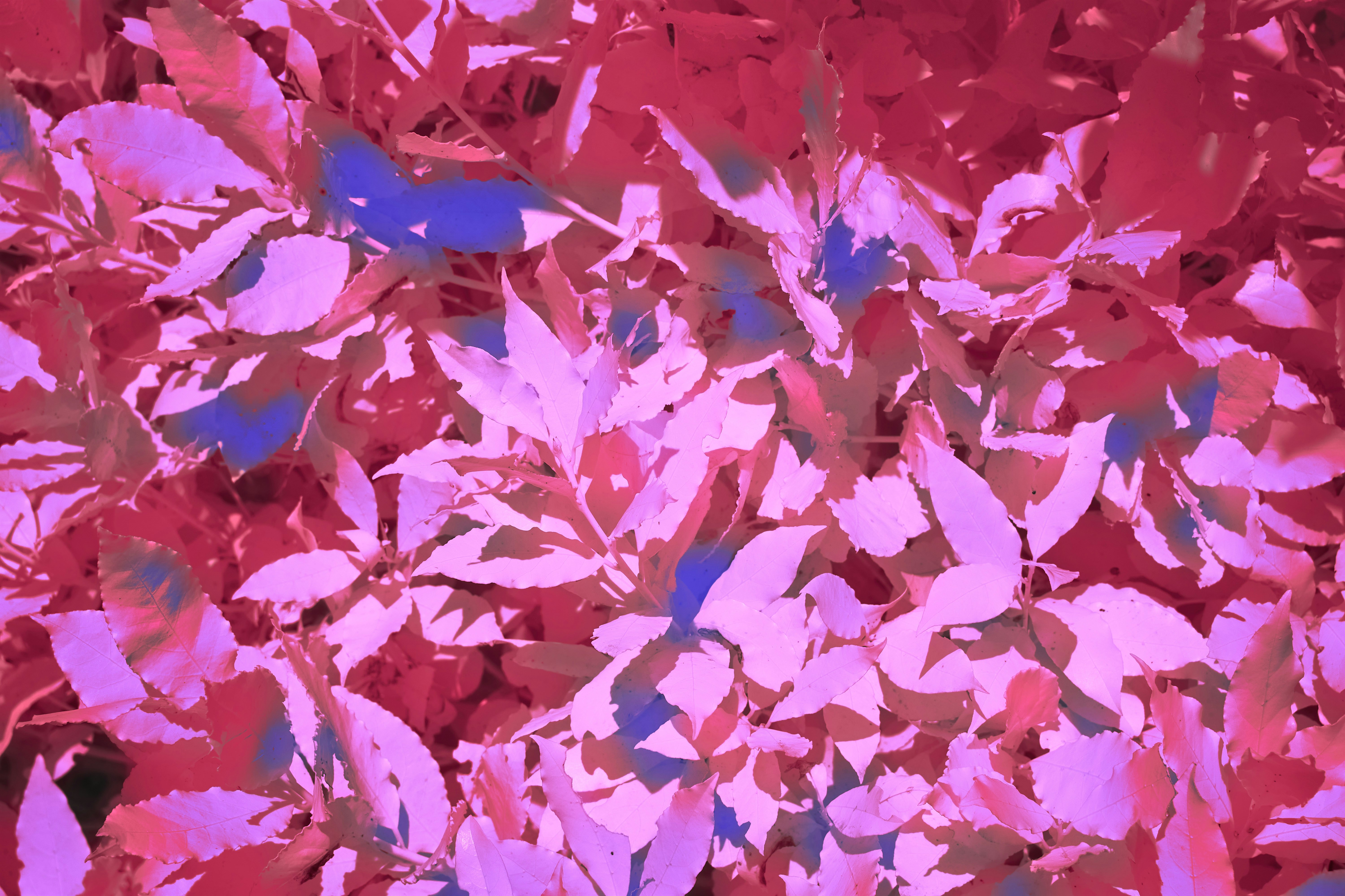 Photo by wolfgang_hasselmann