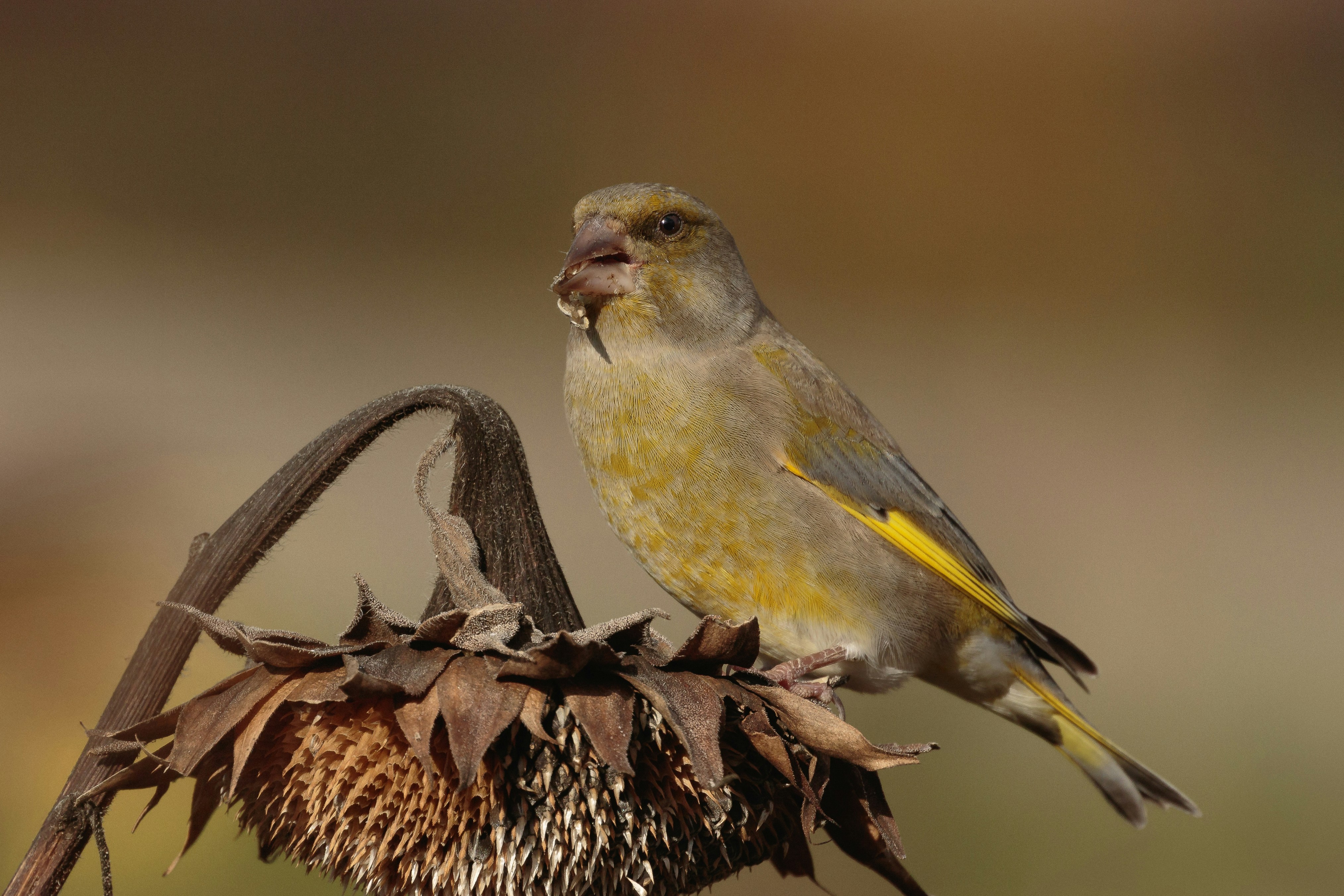 A small bird perched on top of a dead plant