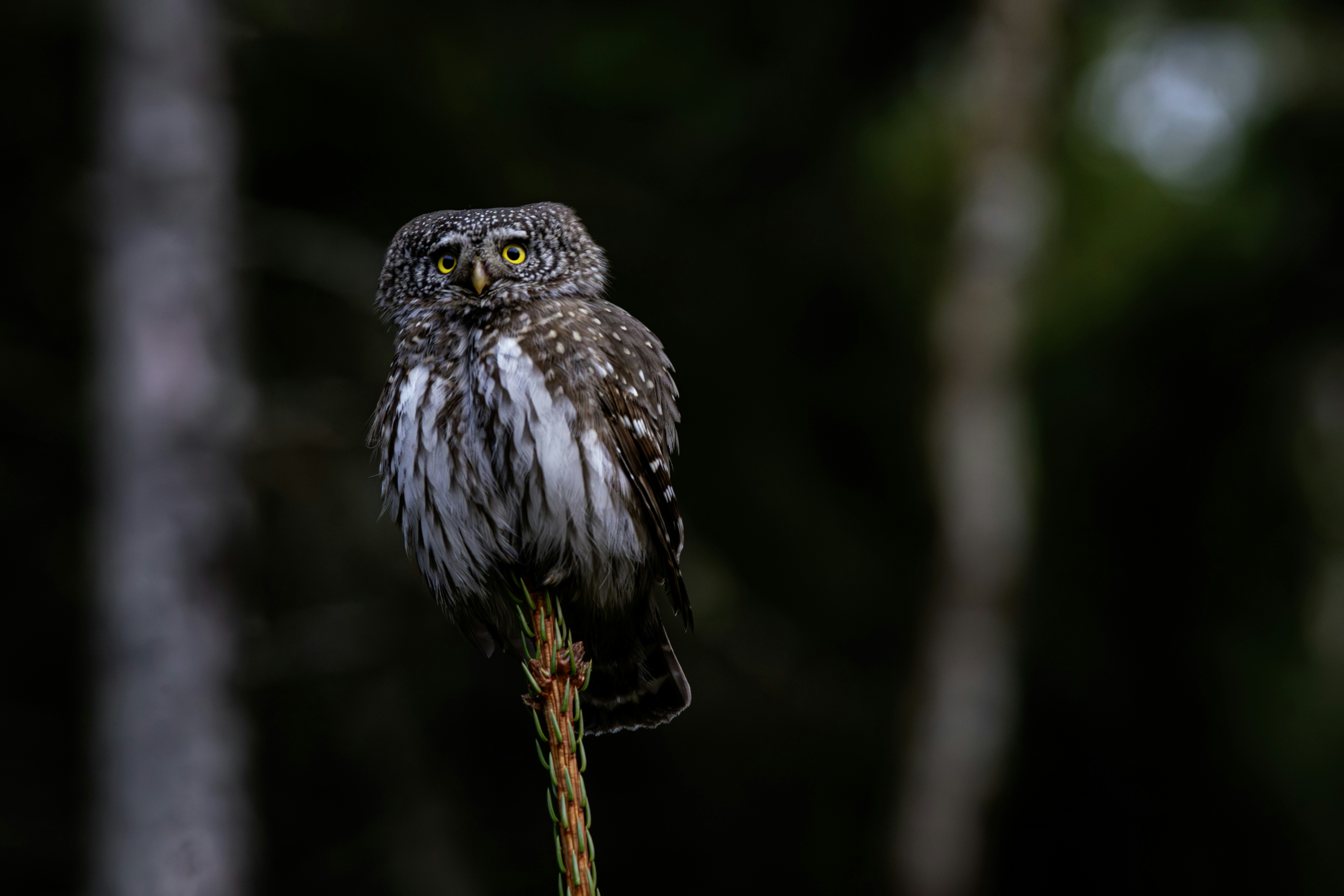 Photo by erik_karits