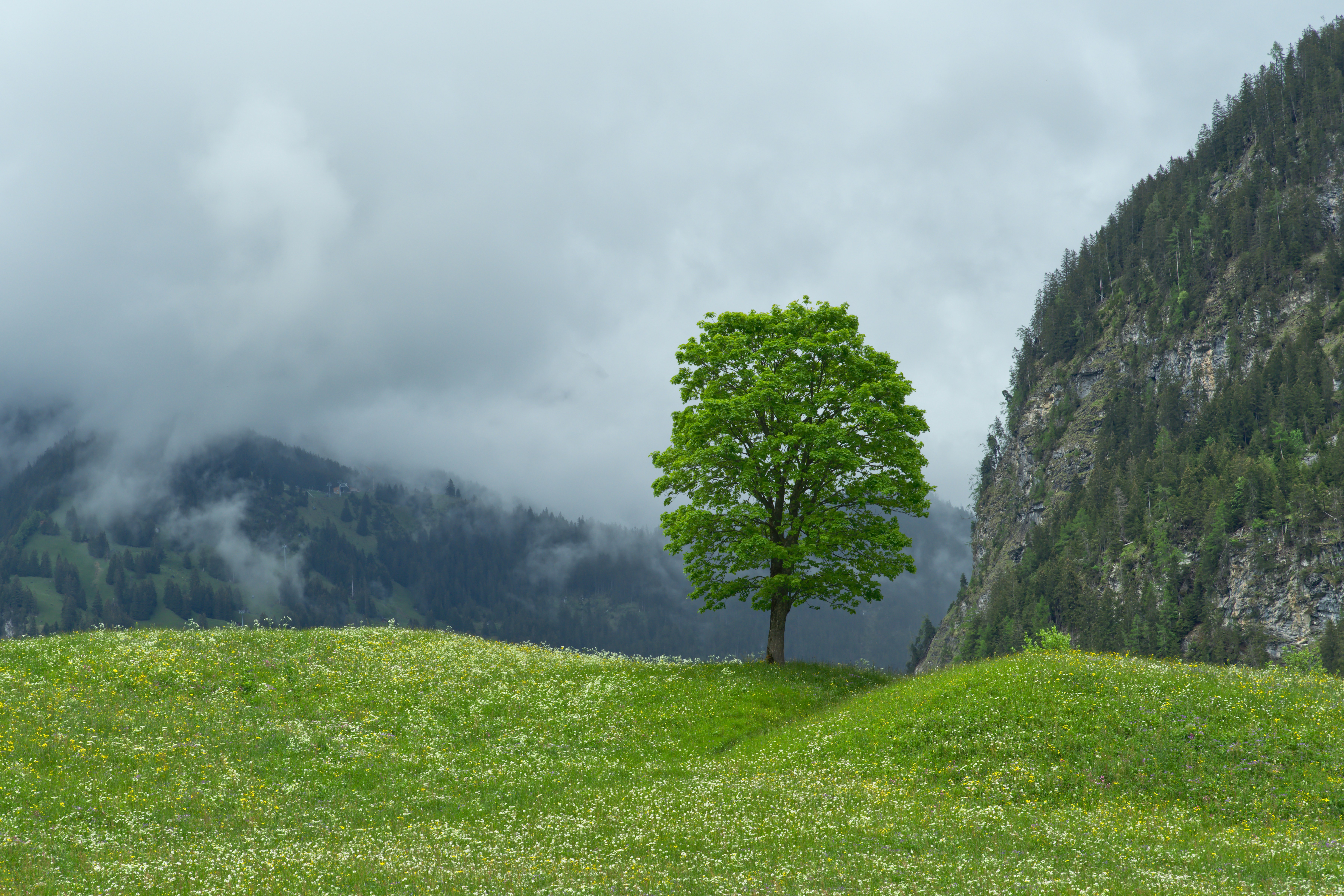 A lone tree on a grassy hill with mountains in the background