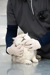 A man in a black shirt is petting a white cat