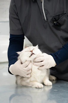 A man in a black shirt is petting a white cat