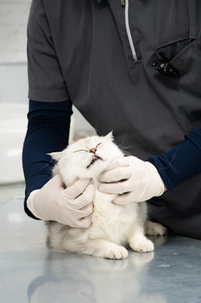 A man in a black shirt is petting a white cat