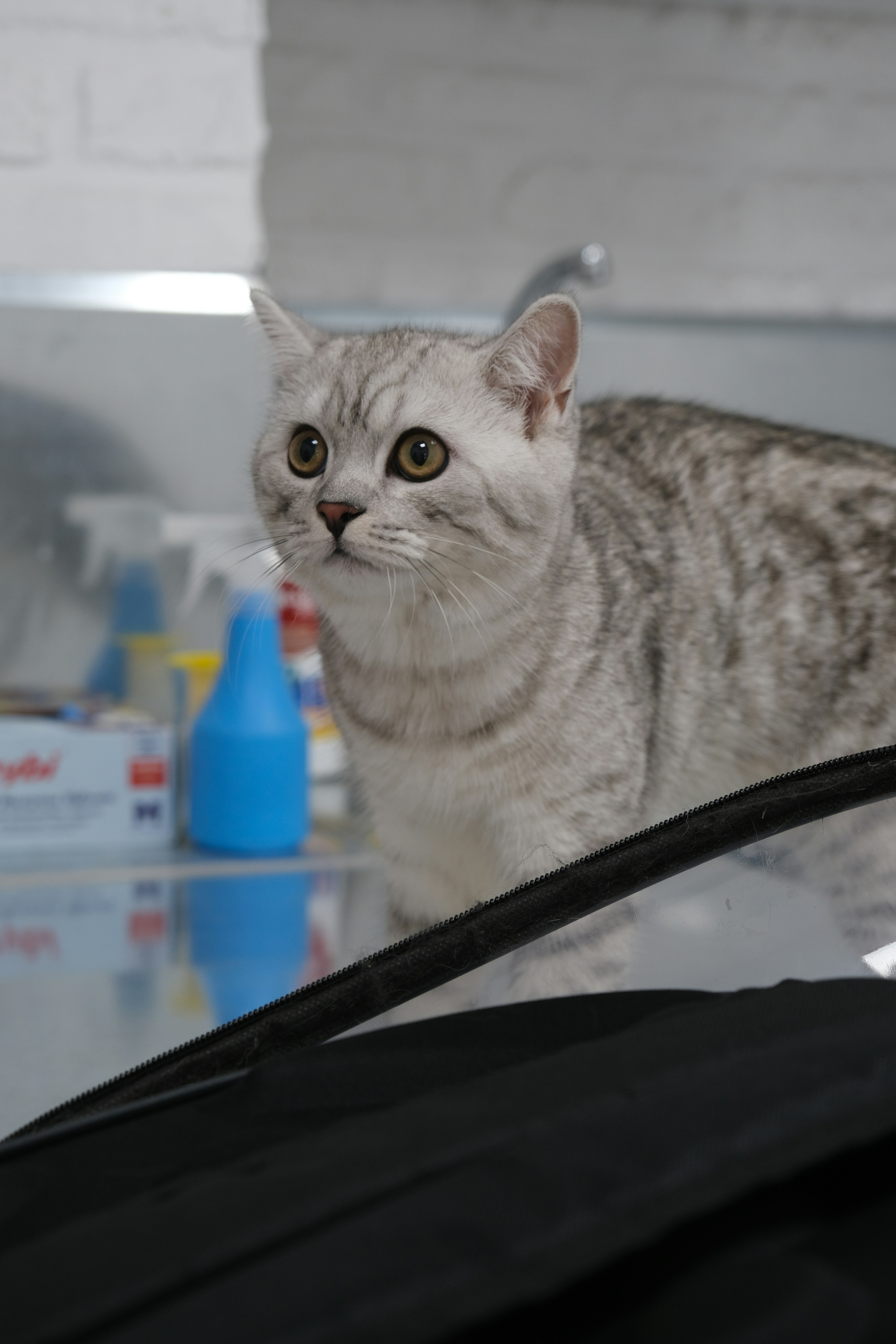 車のボンネットに立つ猫